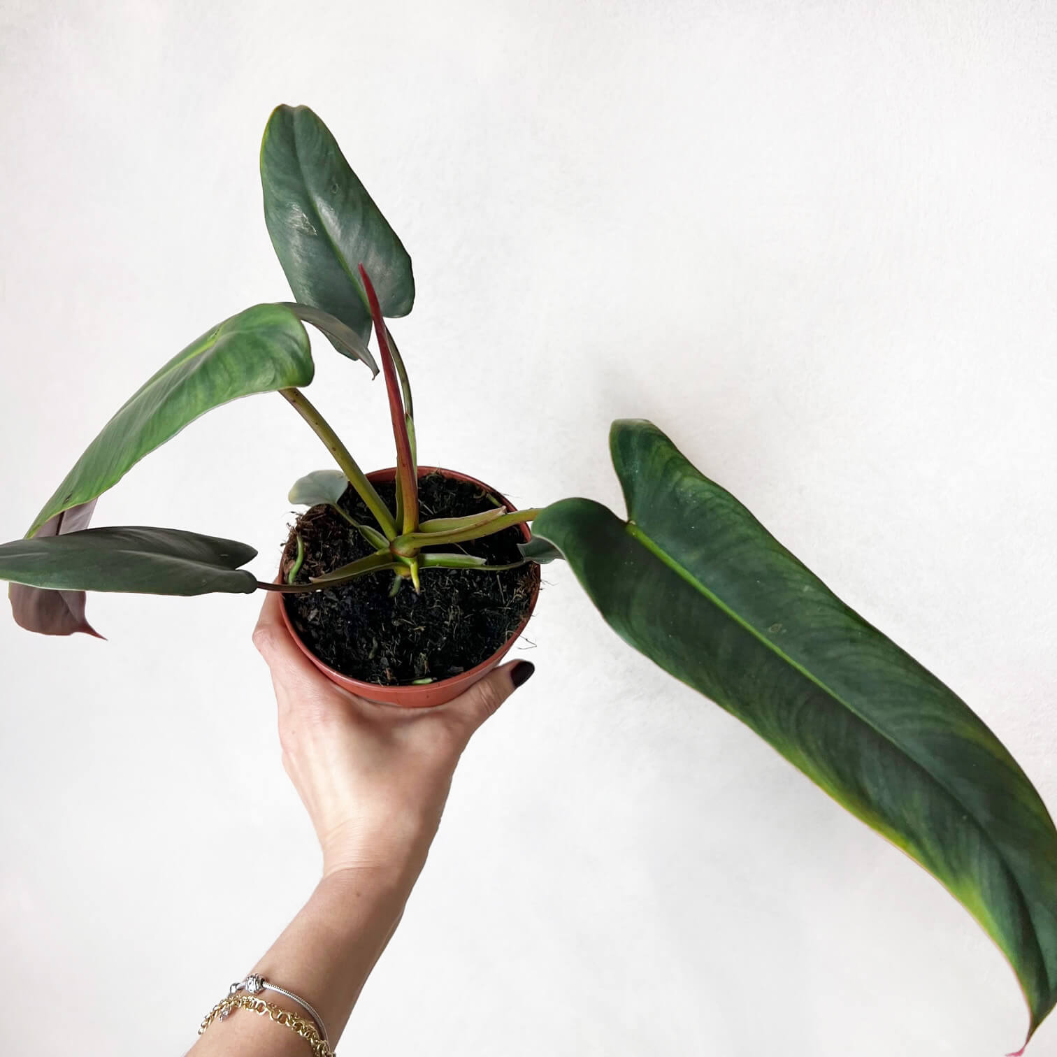Philodendron Atabapoense