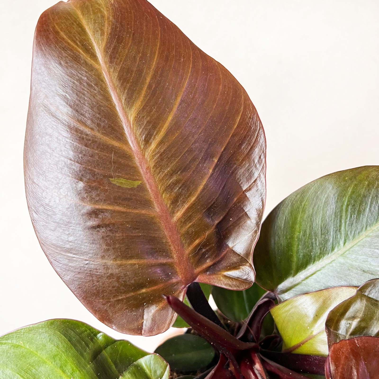 Philodendron Cherry Red
