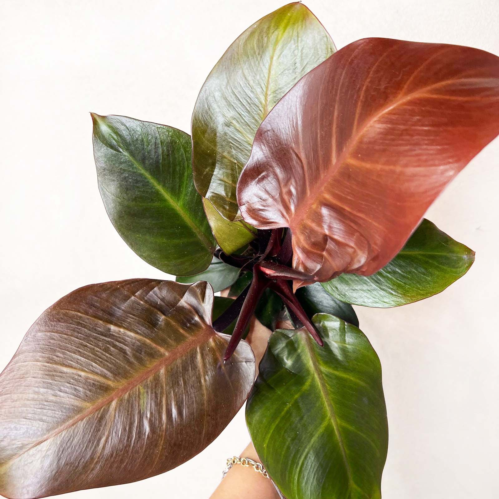 Philodendron Cherry Red