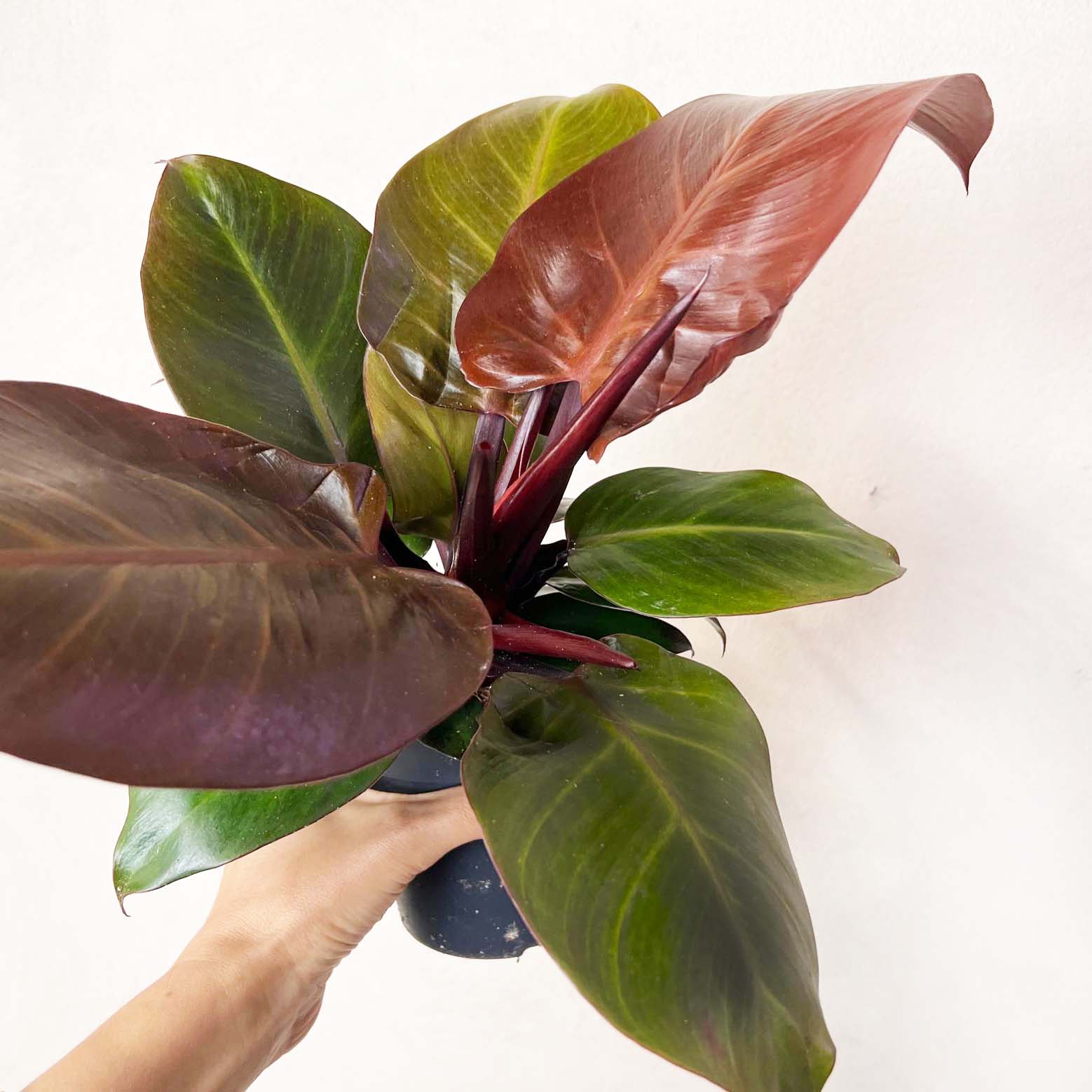Philodendron Cherry Red