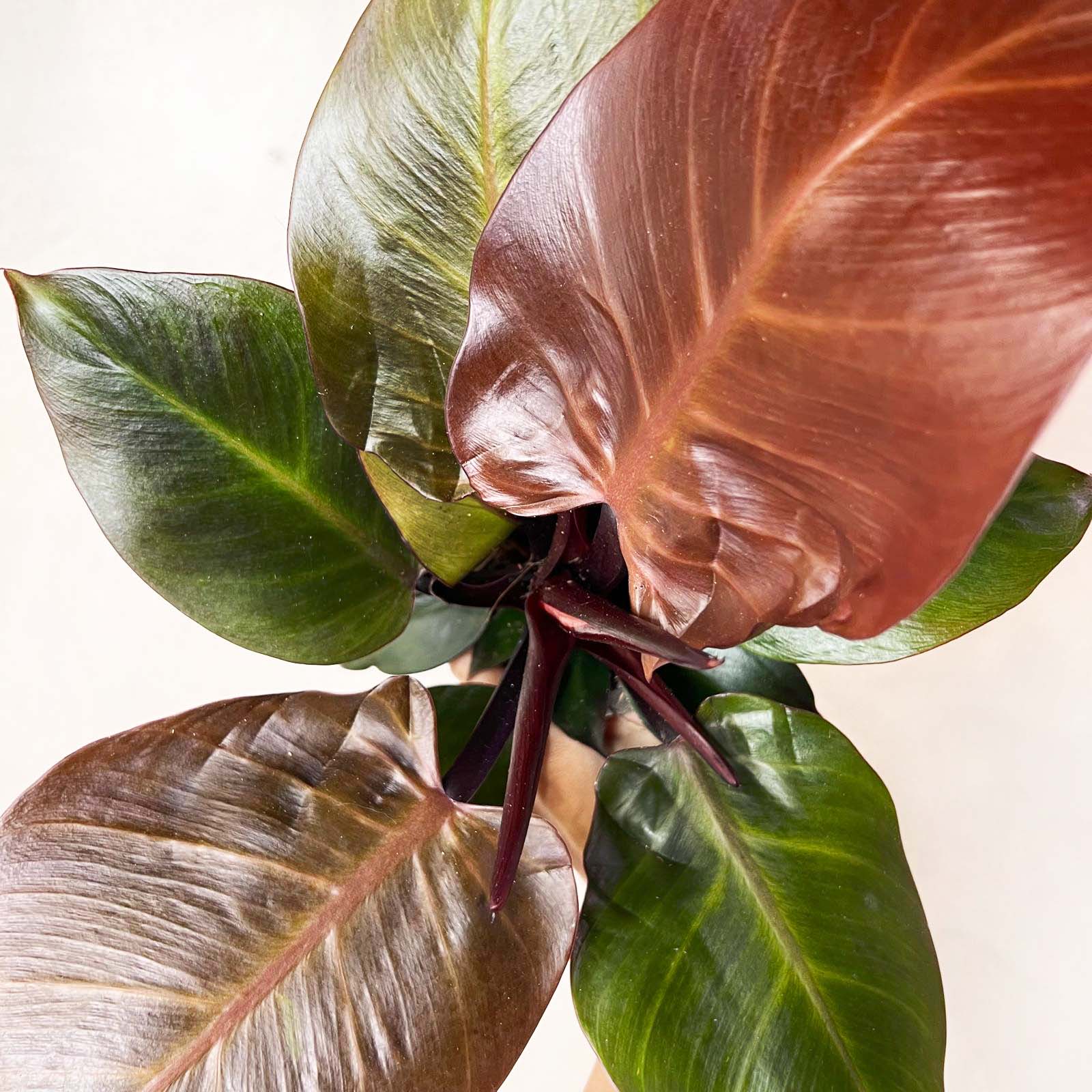 Philodendron Cherry Red