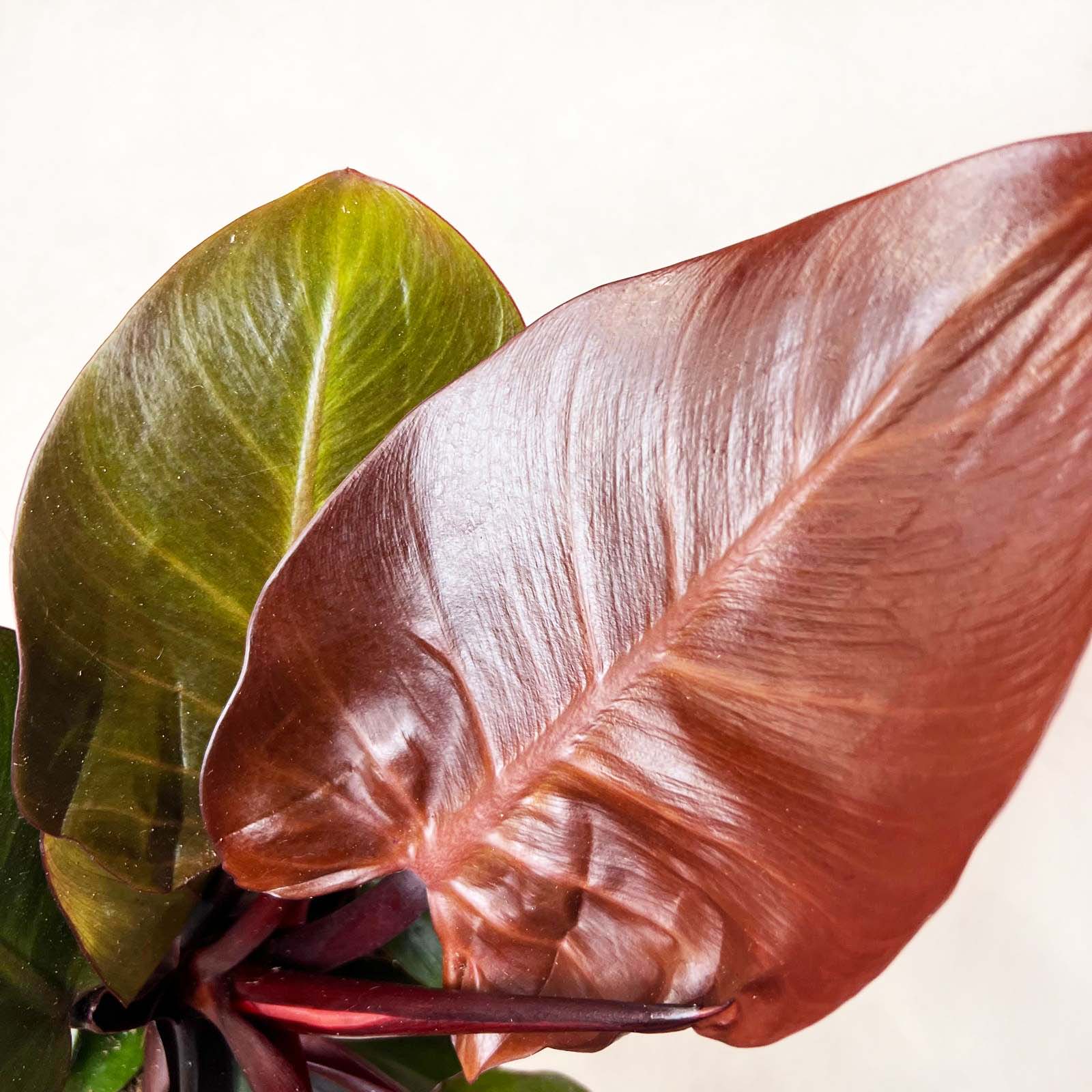 Philodendron Cherry Red