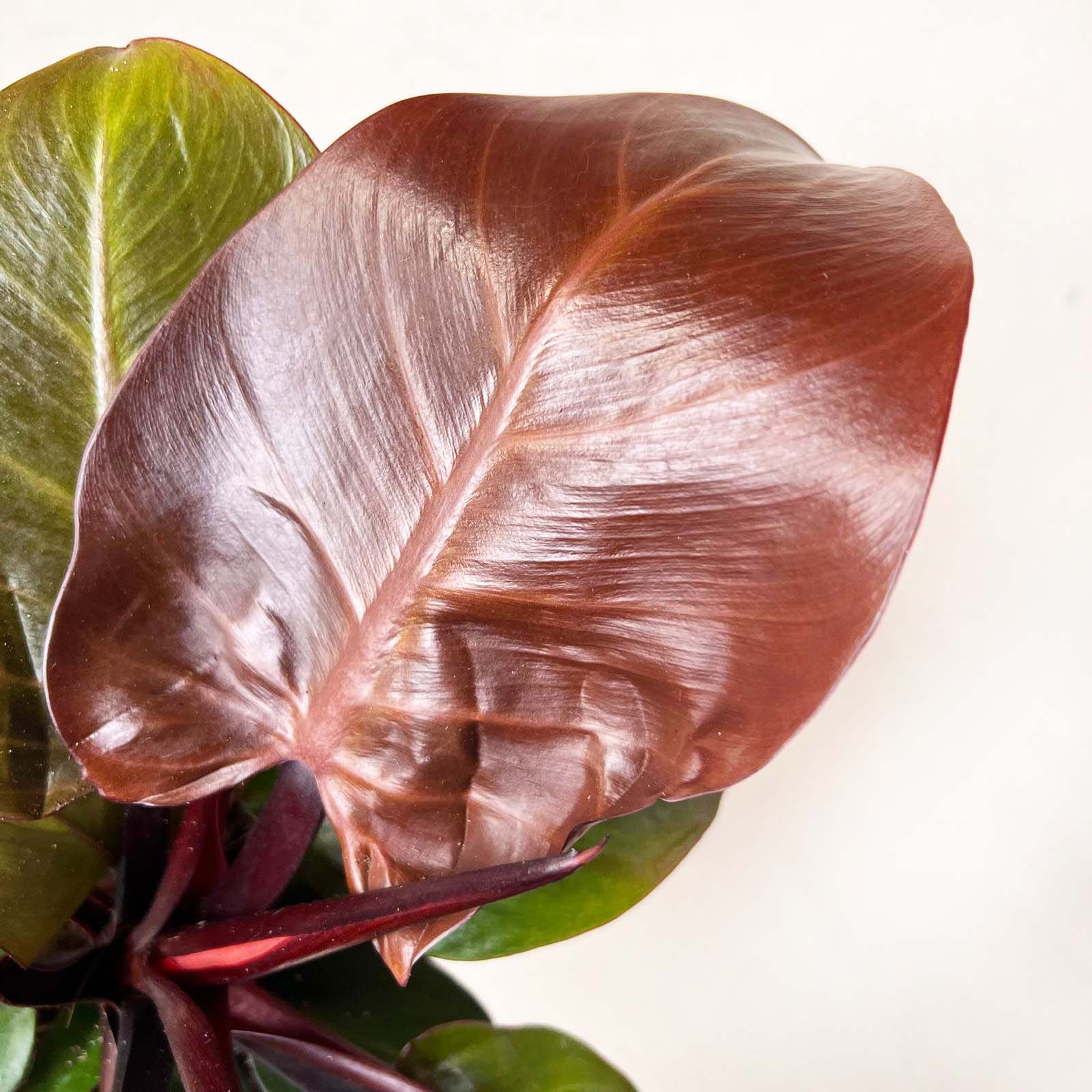 Philodendron Cherry Red