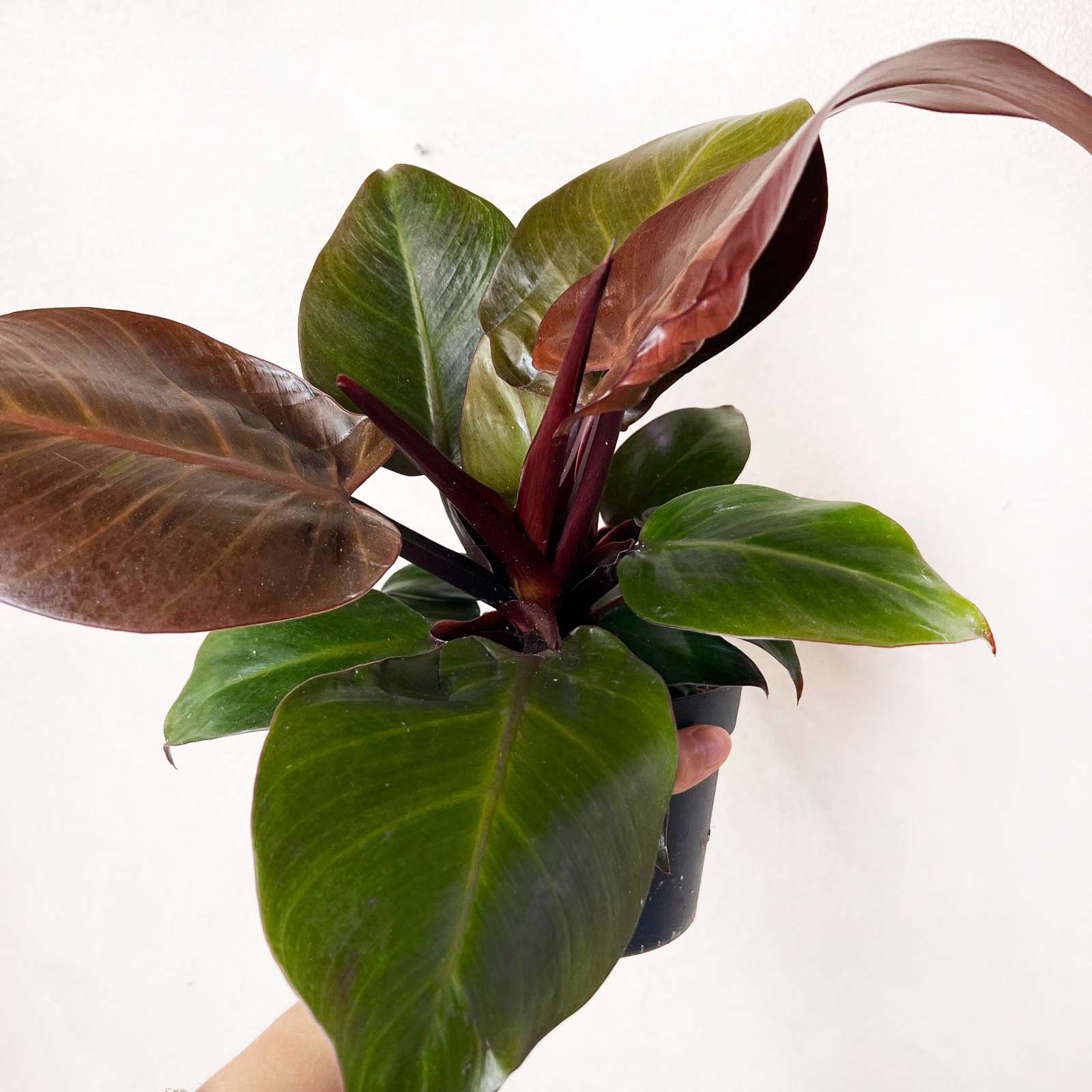 Philodendron Cherry Red