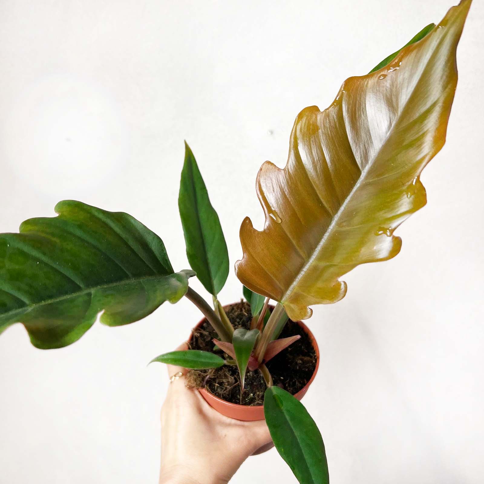 Philodendron Choco Empress
