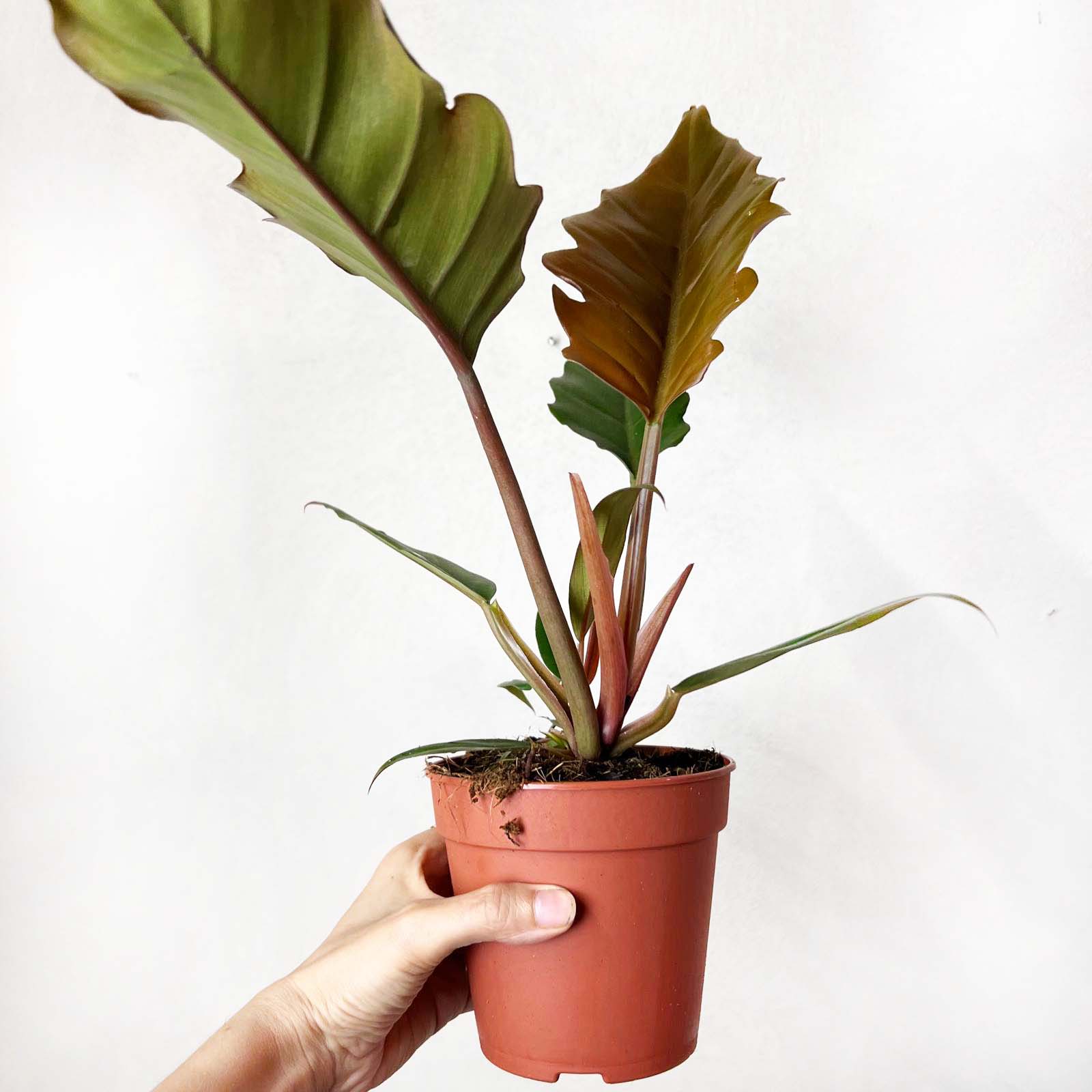 Philodendron Choco Empress