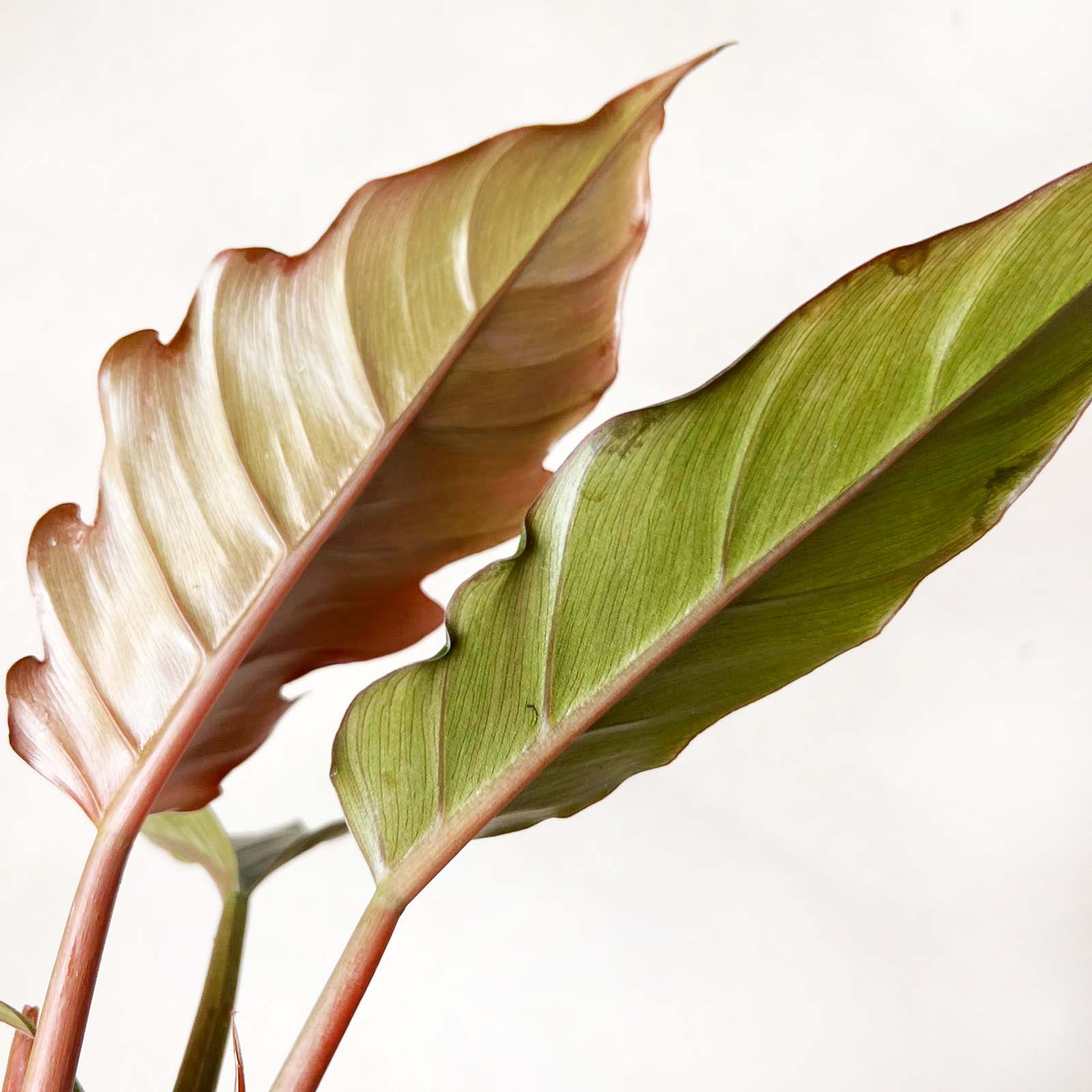 Philodendron Choco Empress