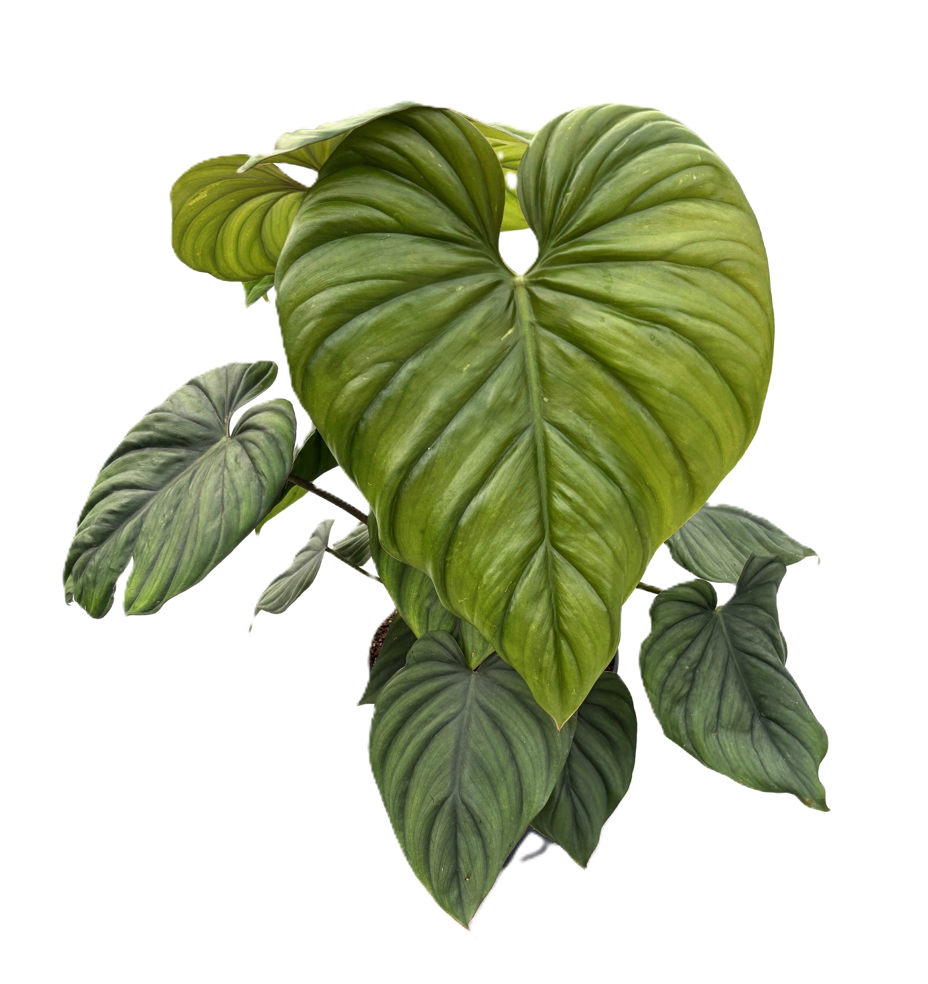 Philodendron Colombia