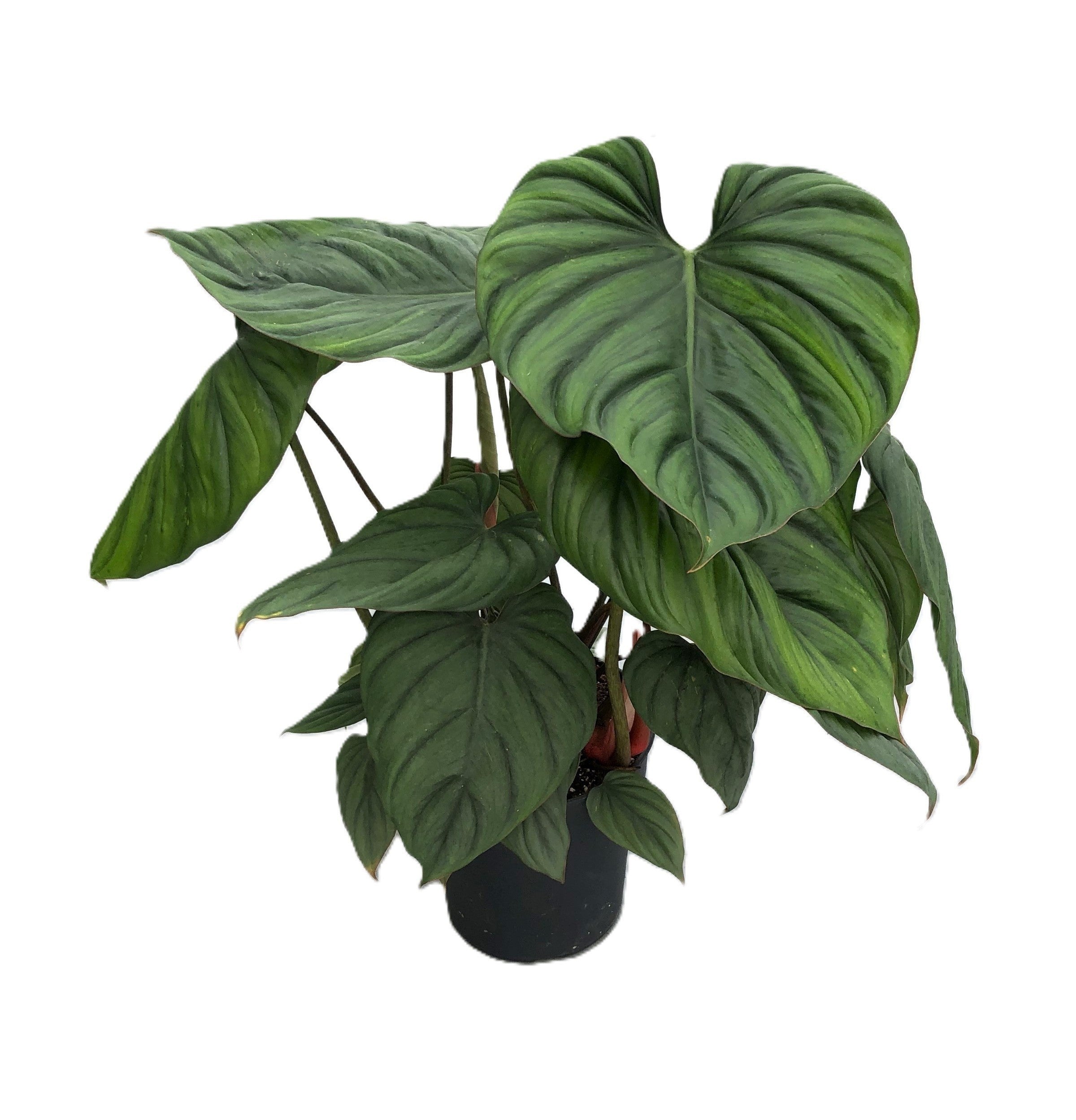 Philodendron Colombia