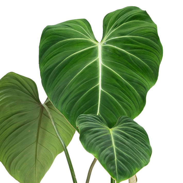 » Baby Philodendron Gloriosum (100% off)