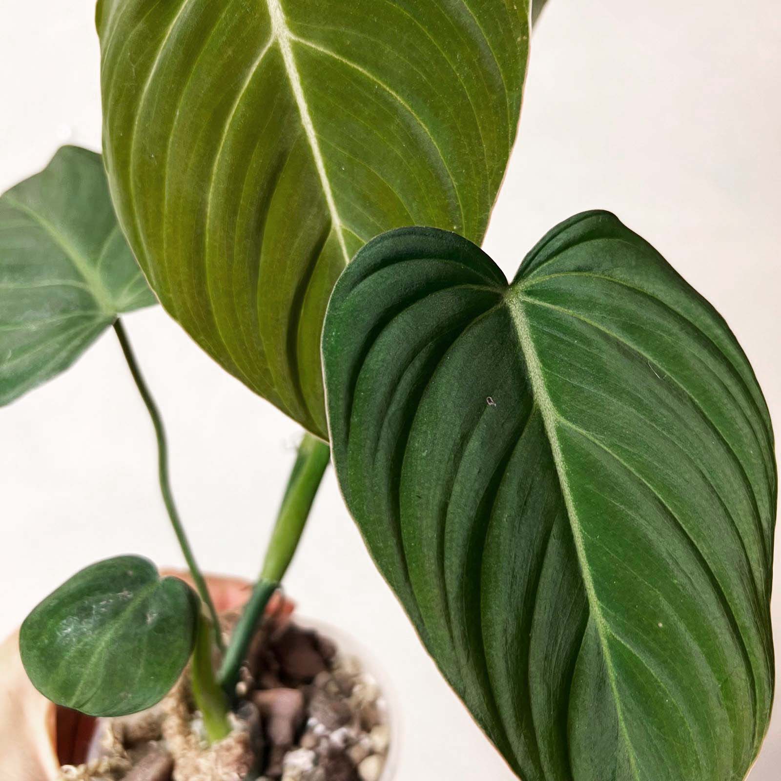Philodendron Glorious
