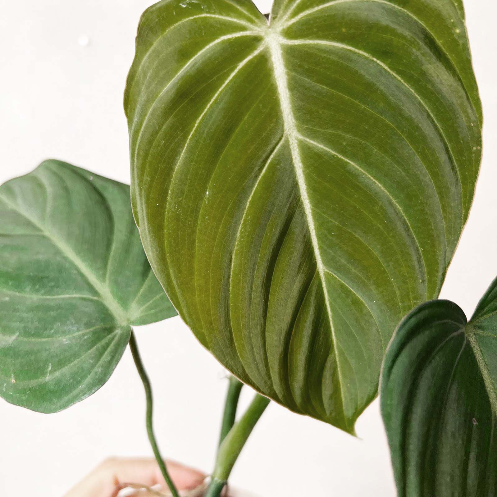 Philodendron Glorious