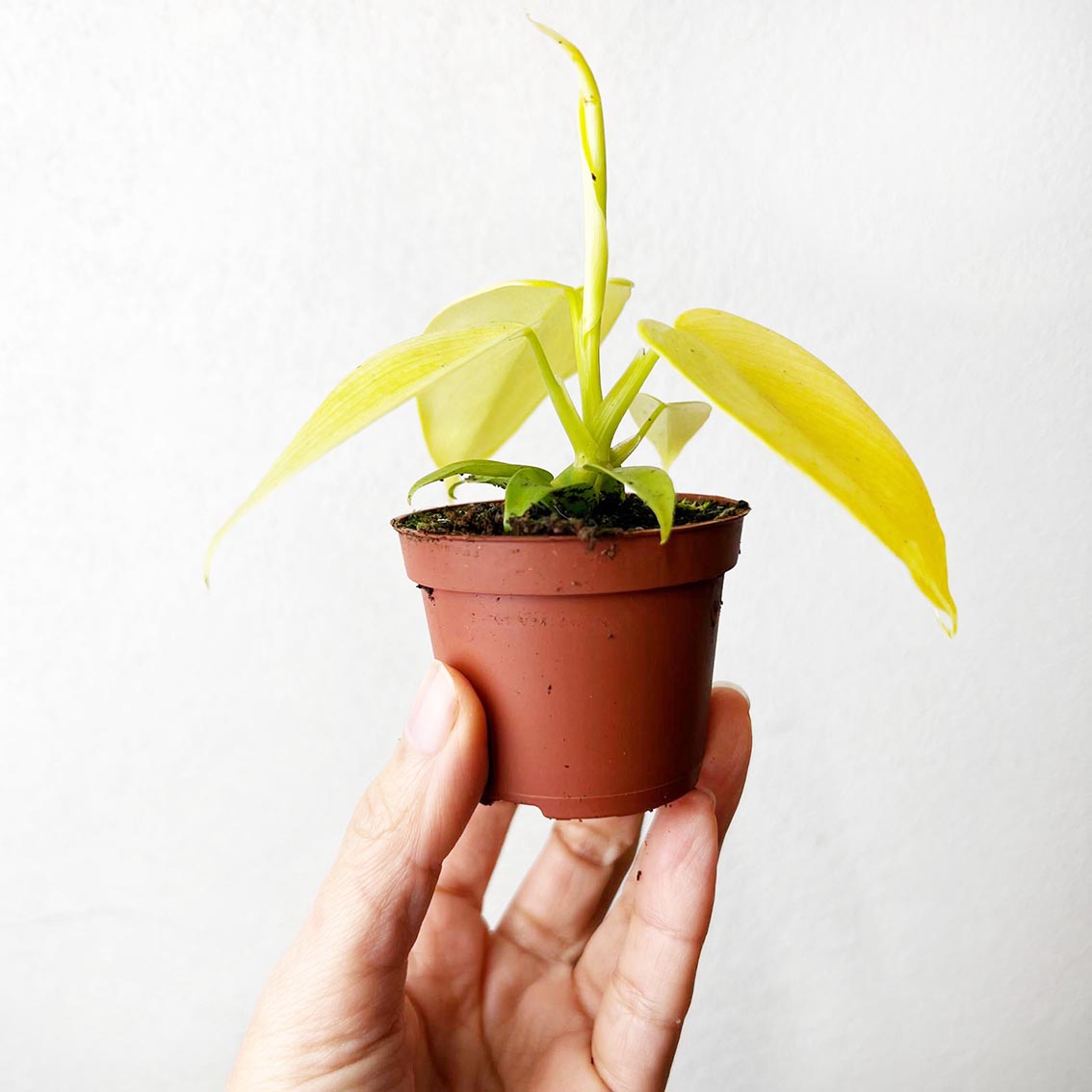 baby Philodendron Golden Violin