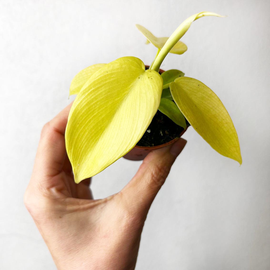baby Philodendron Golden Violin
