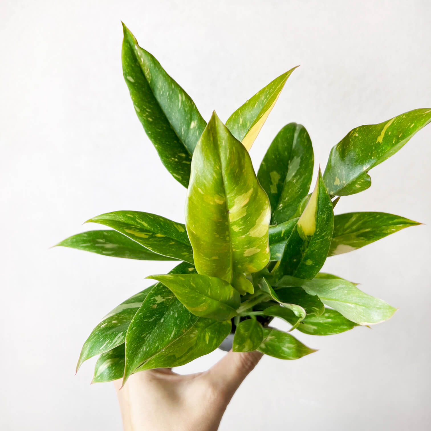 Philodendron Ring of Fire