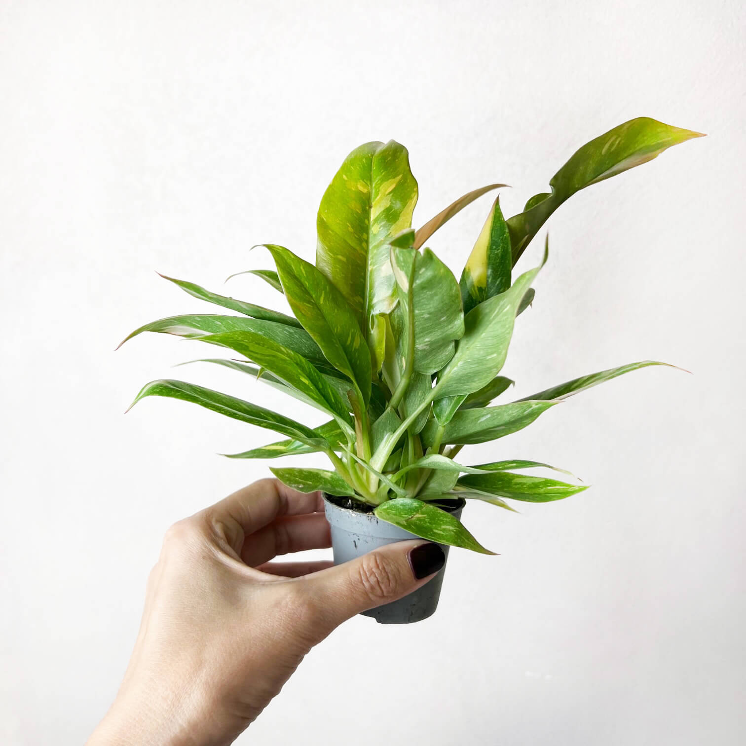 Baby Philodendron Ring of Fire