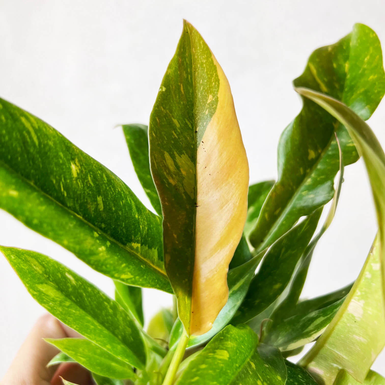 Baby Philodendron Ring of Fire