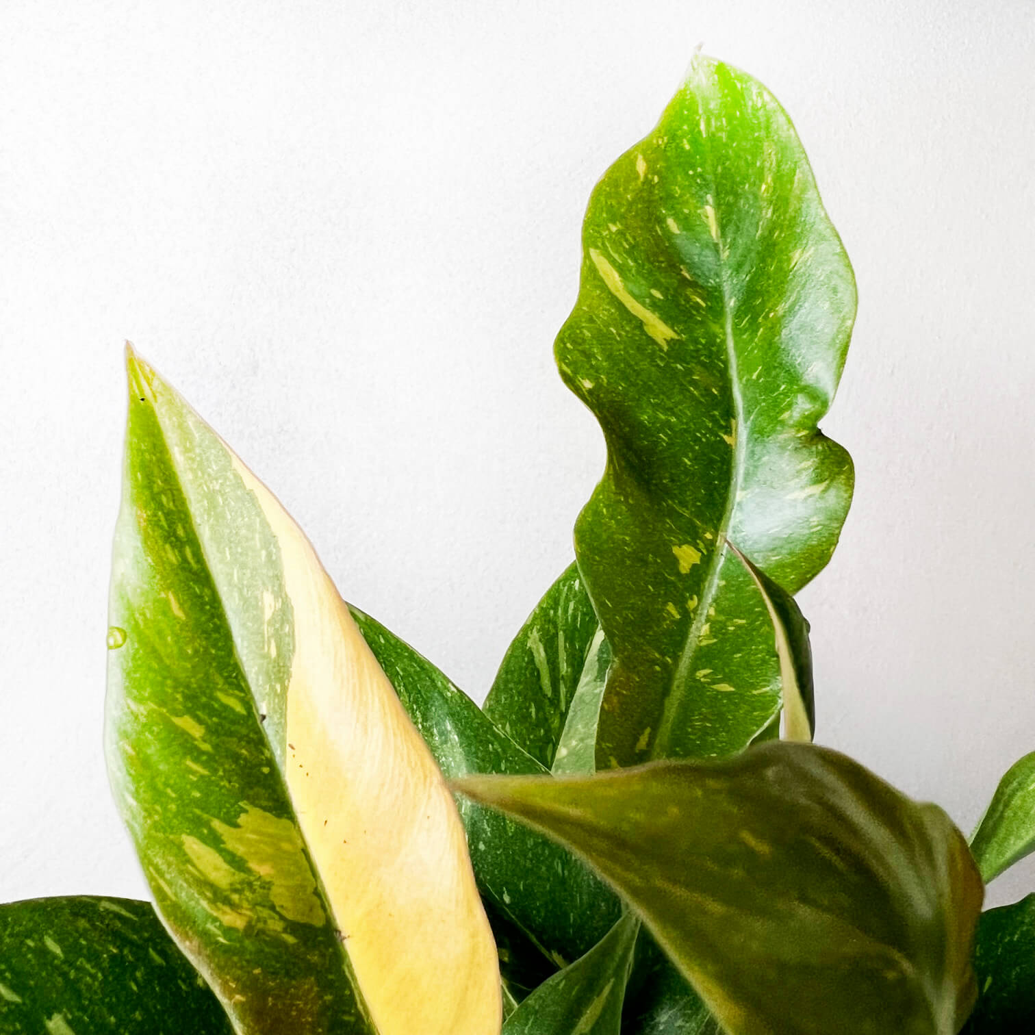 Baby Philodendron Ring of Fire