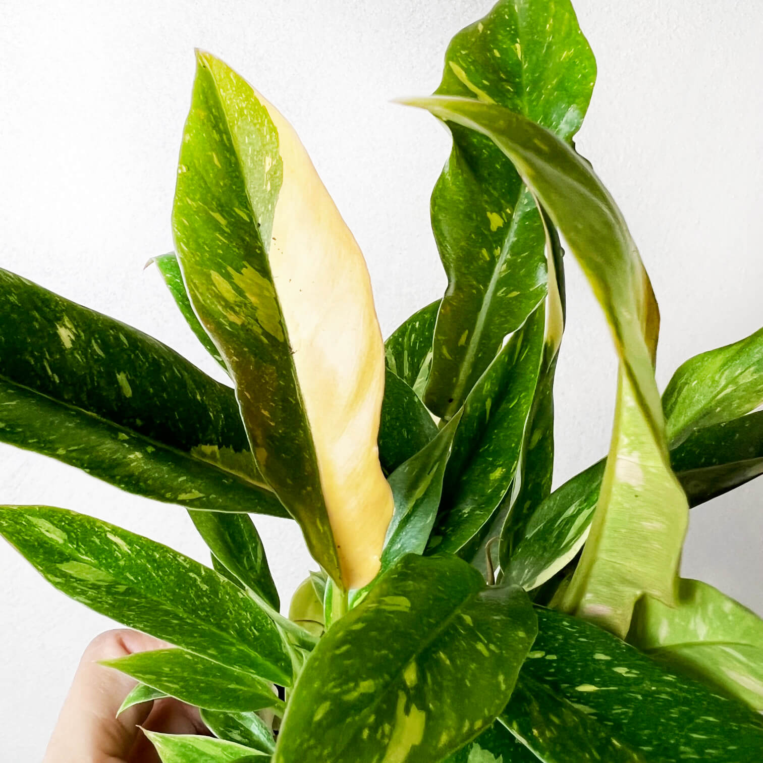 Baby Philodendron Ring of Fire