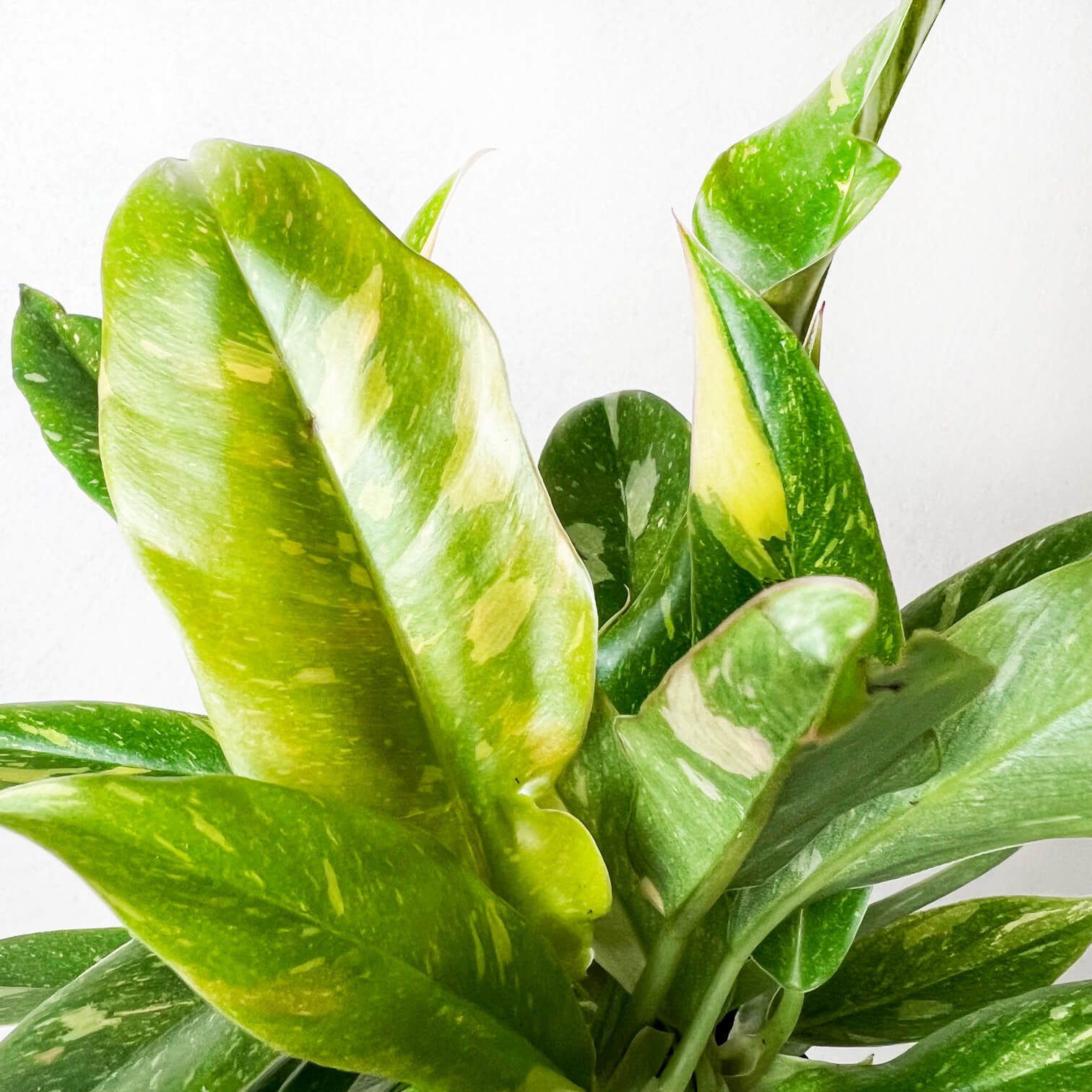 Baby Philodendron Ring of Fire