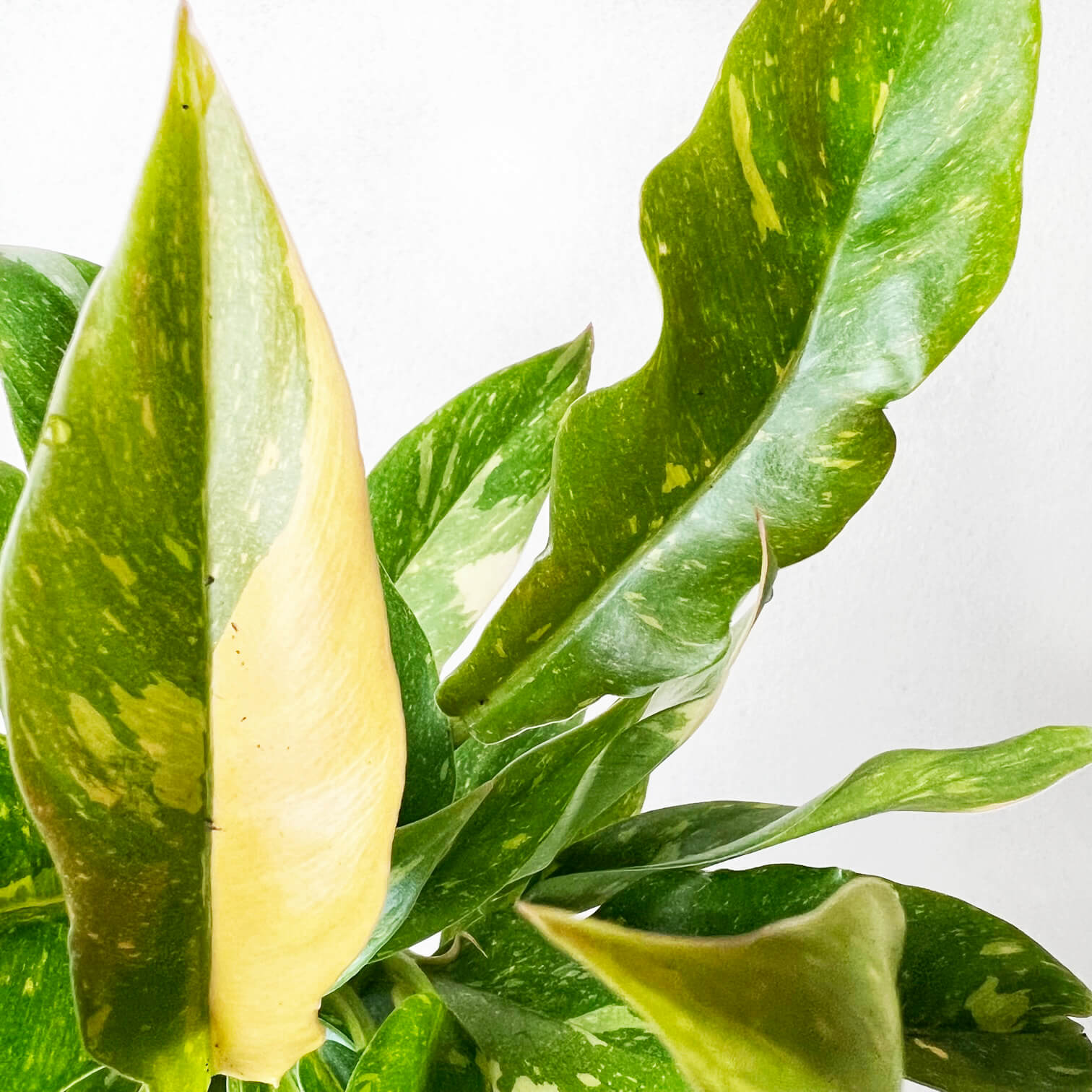 Baby Philodendron Ring of Fire