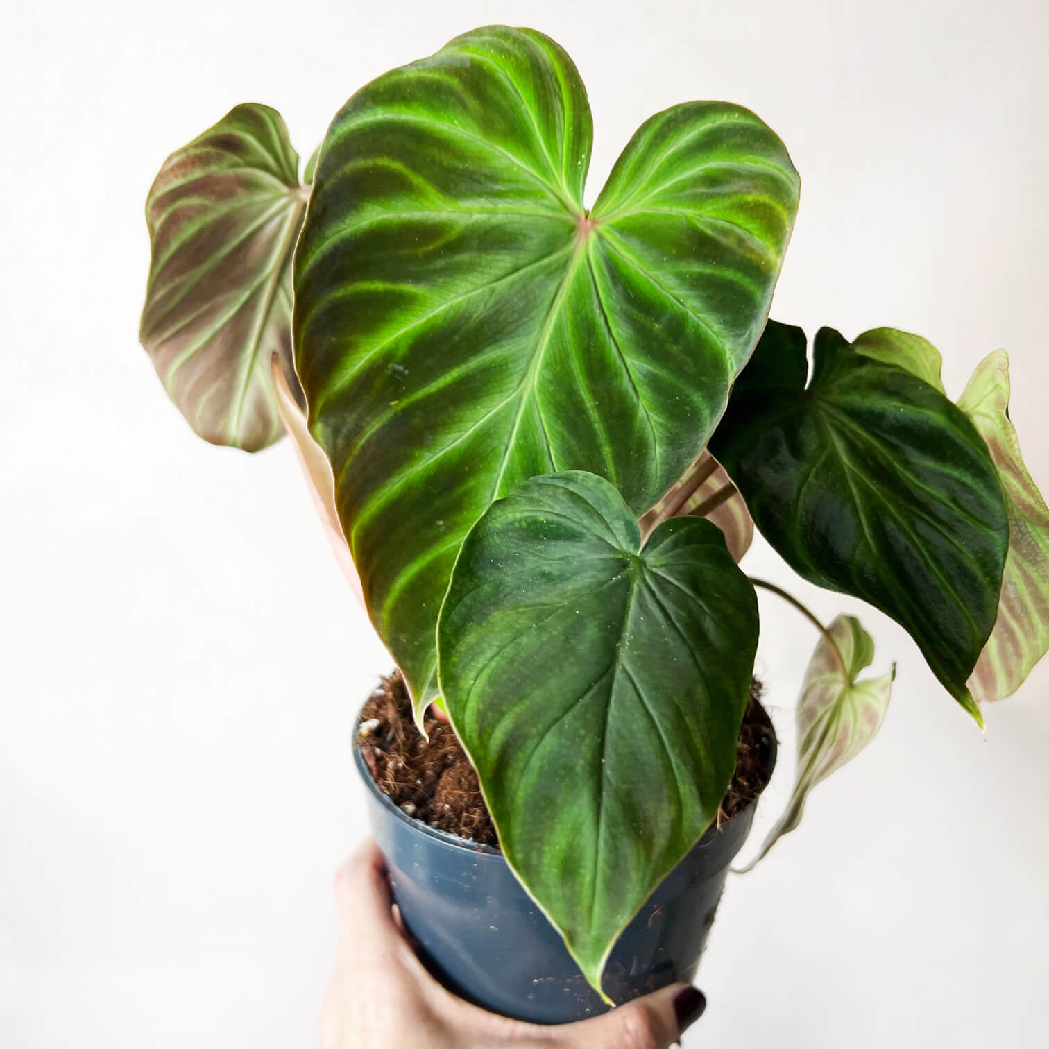 Philodendron Verrucosum