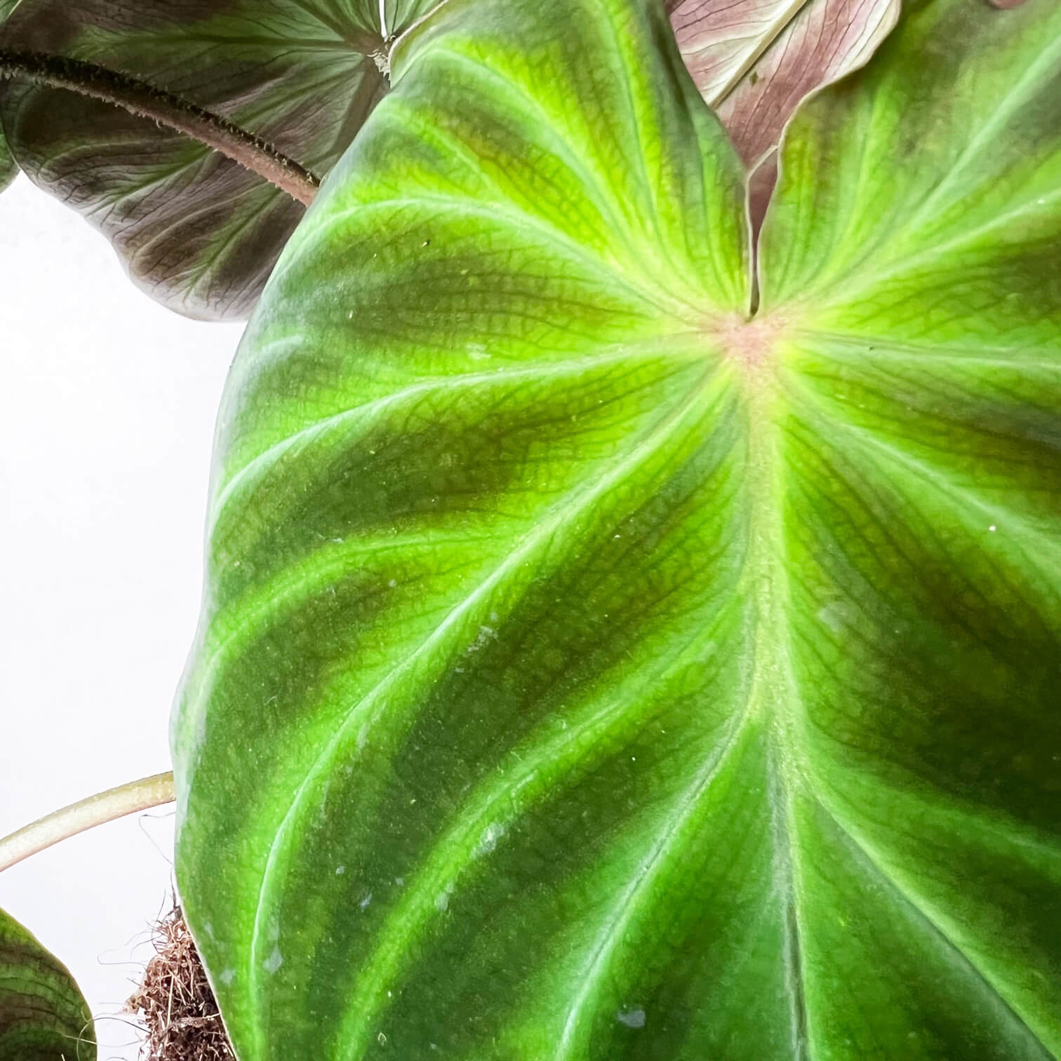 Philodendron Verrucosum