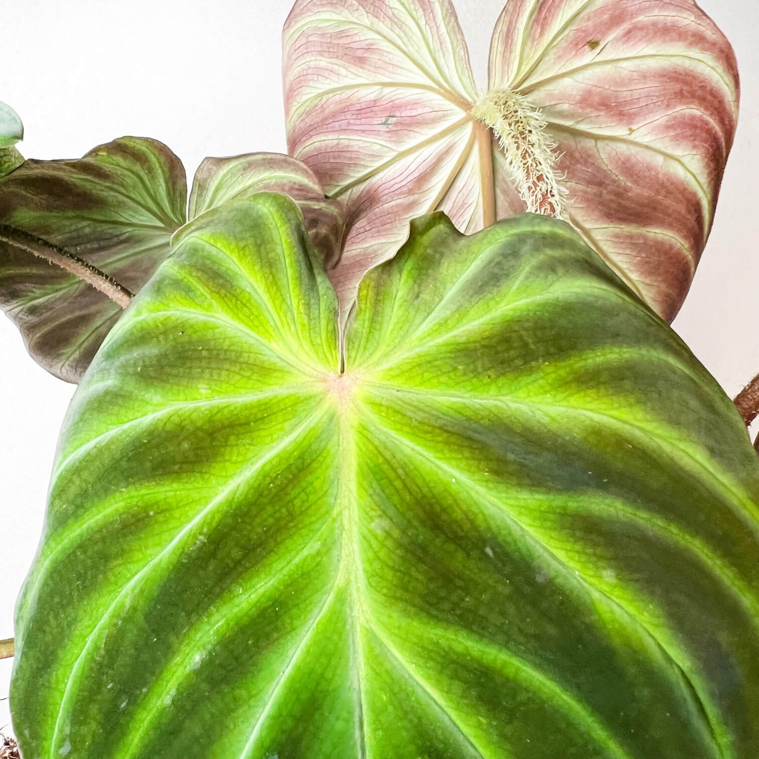 Philodendron Verrucosum