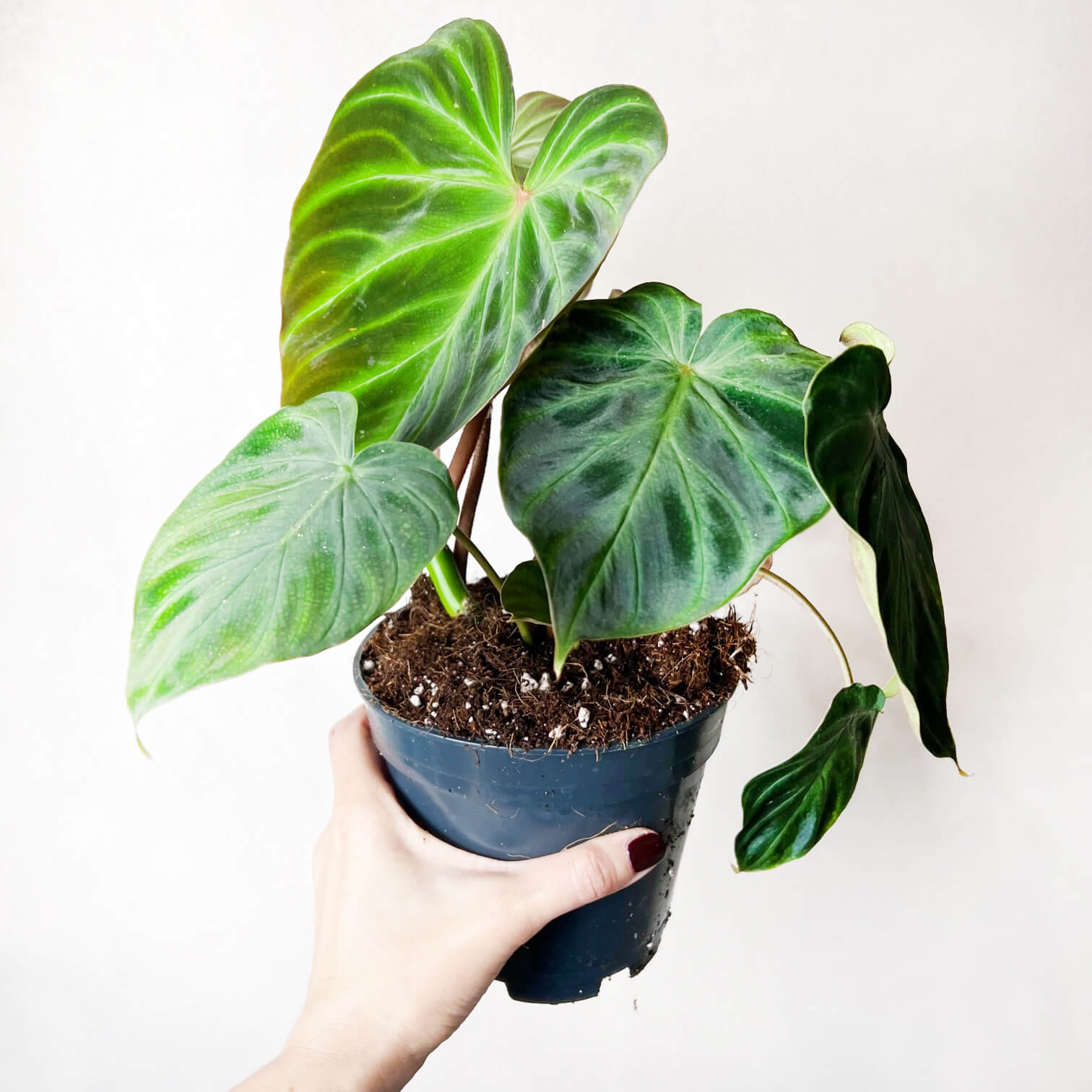 Philodendron Verrucosum