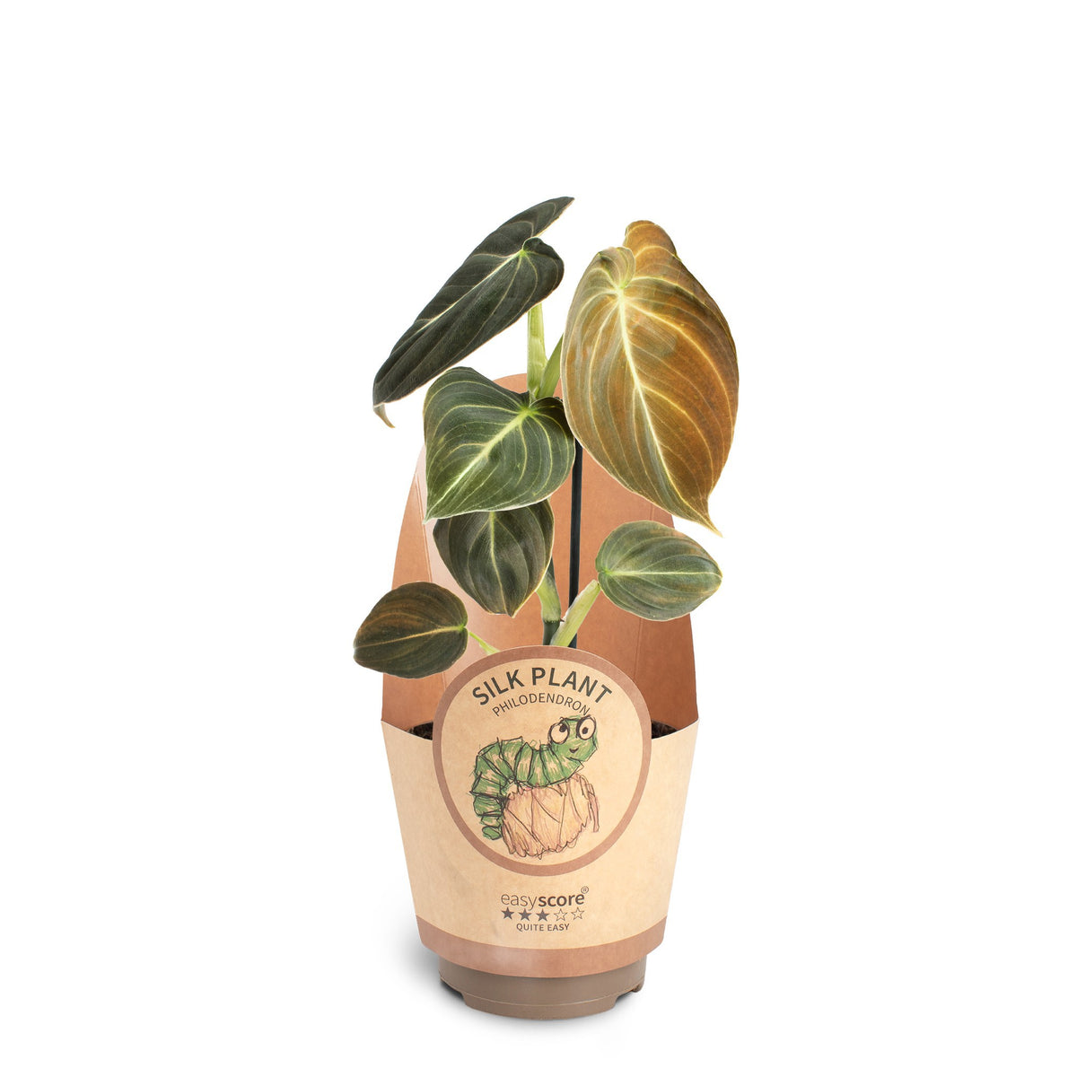 Philodendron Melanochrysum