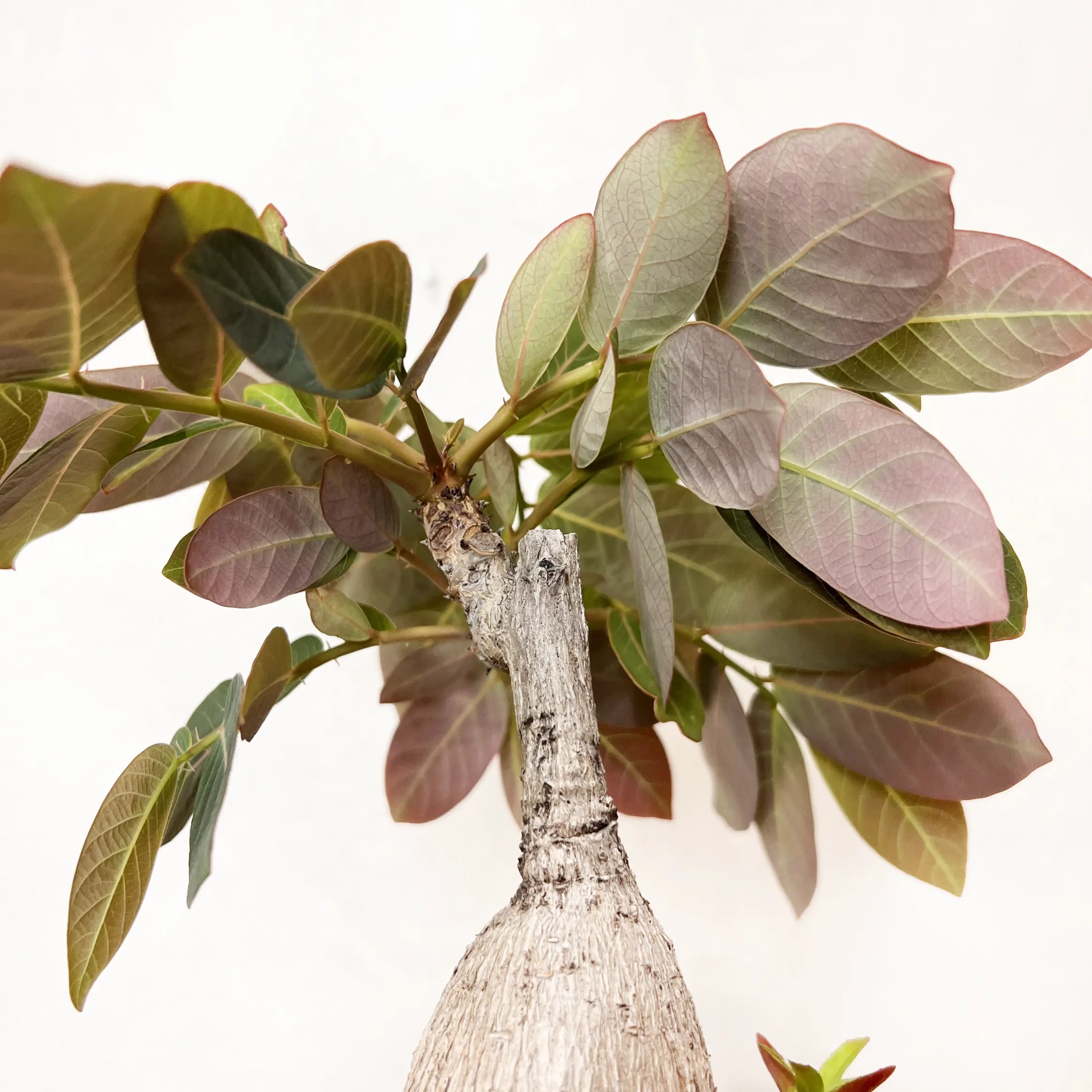 Phyllanthus mirabilis