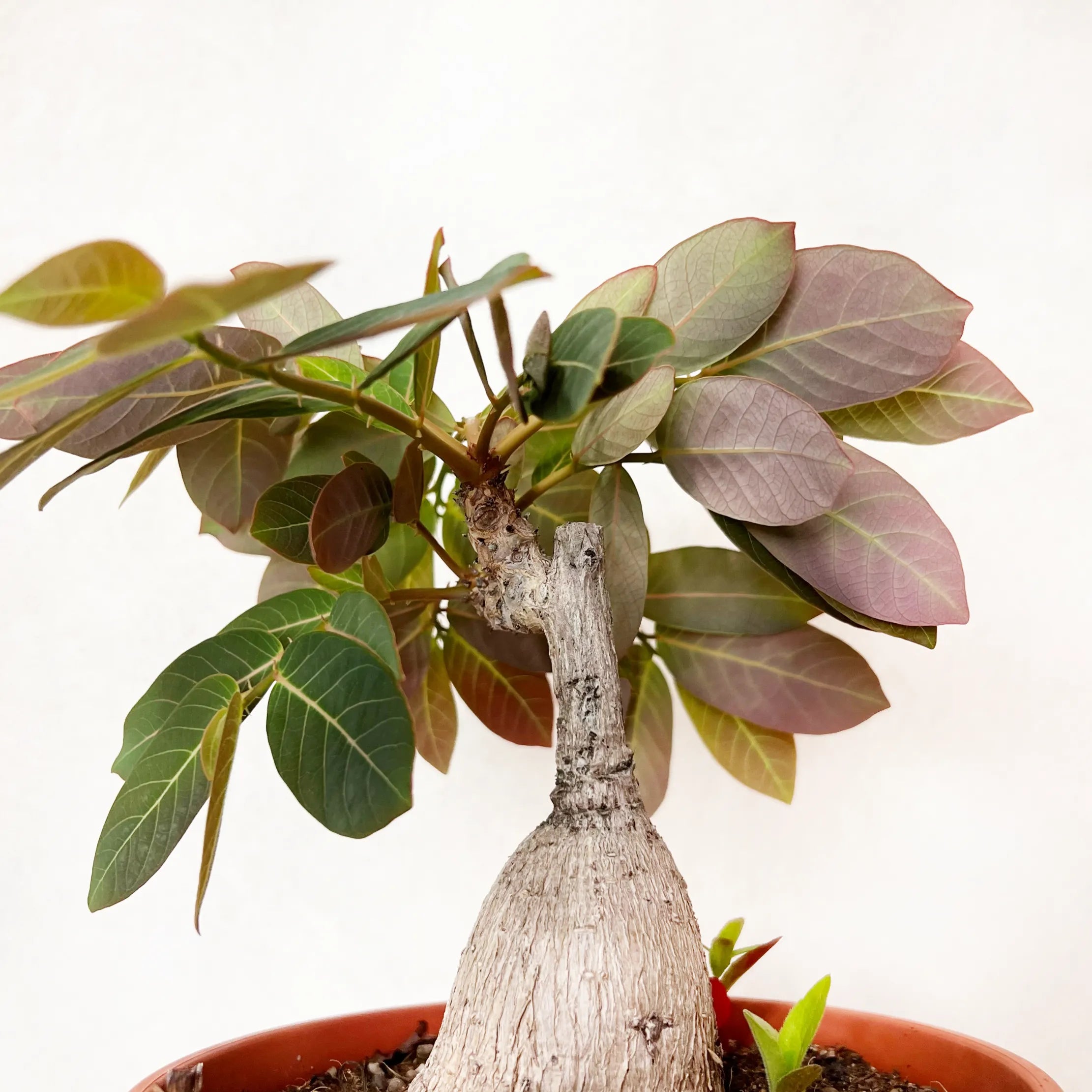 Phyllanthus mirabilis