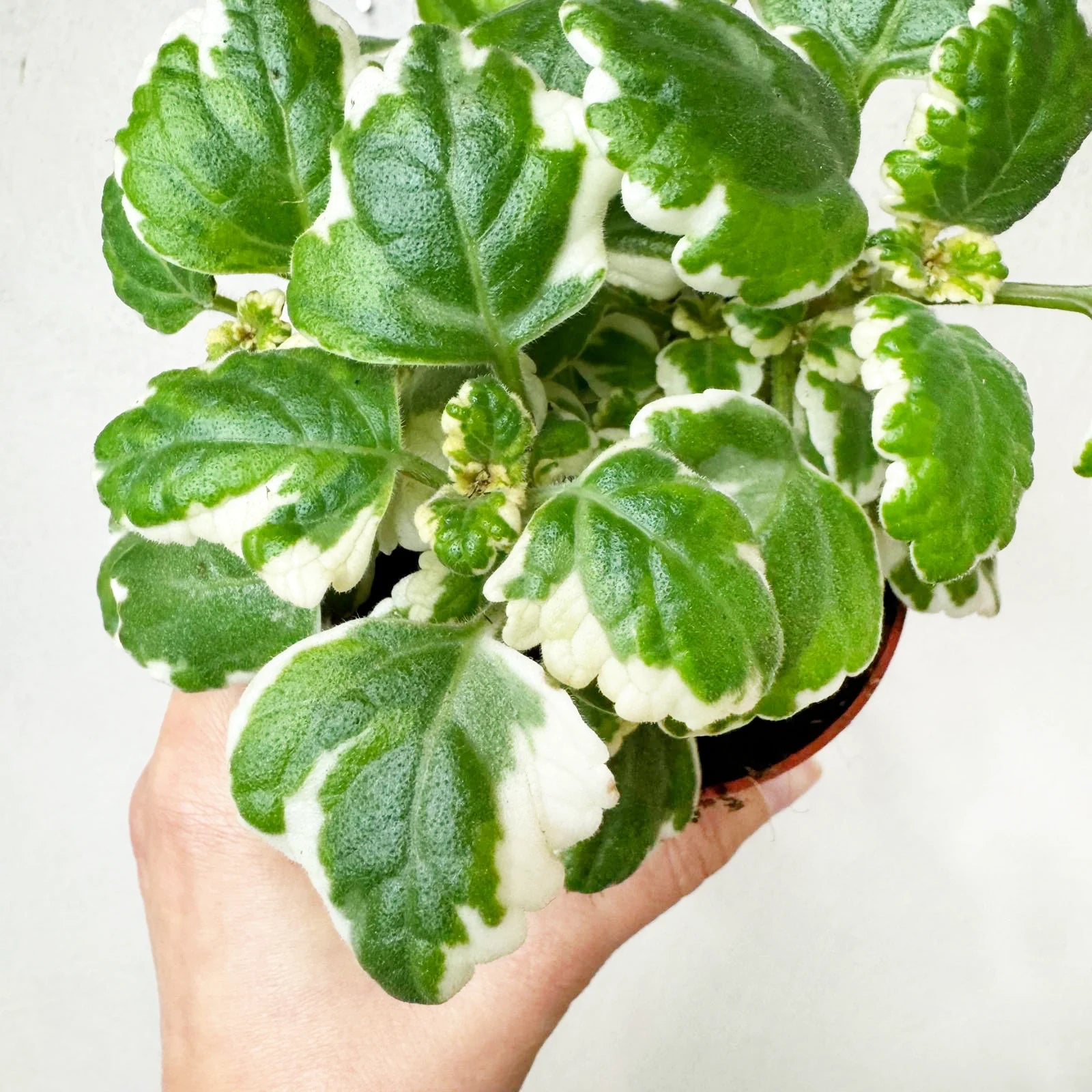 Incenso (Plectranthus)
