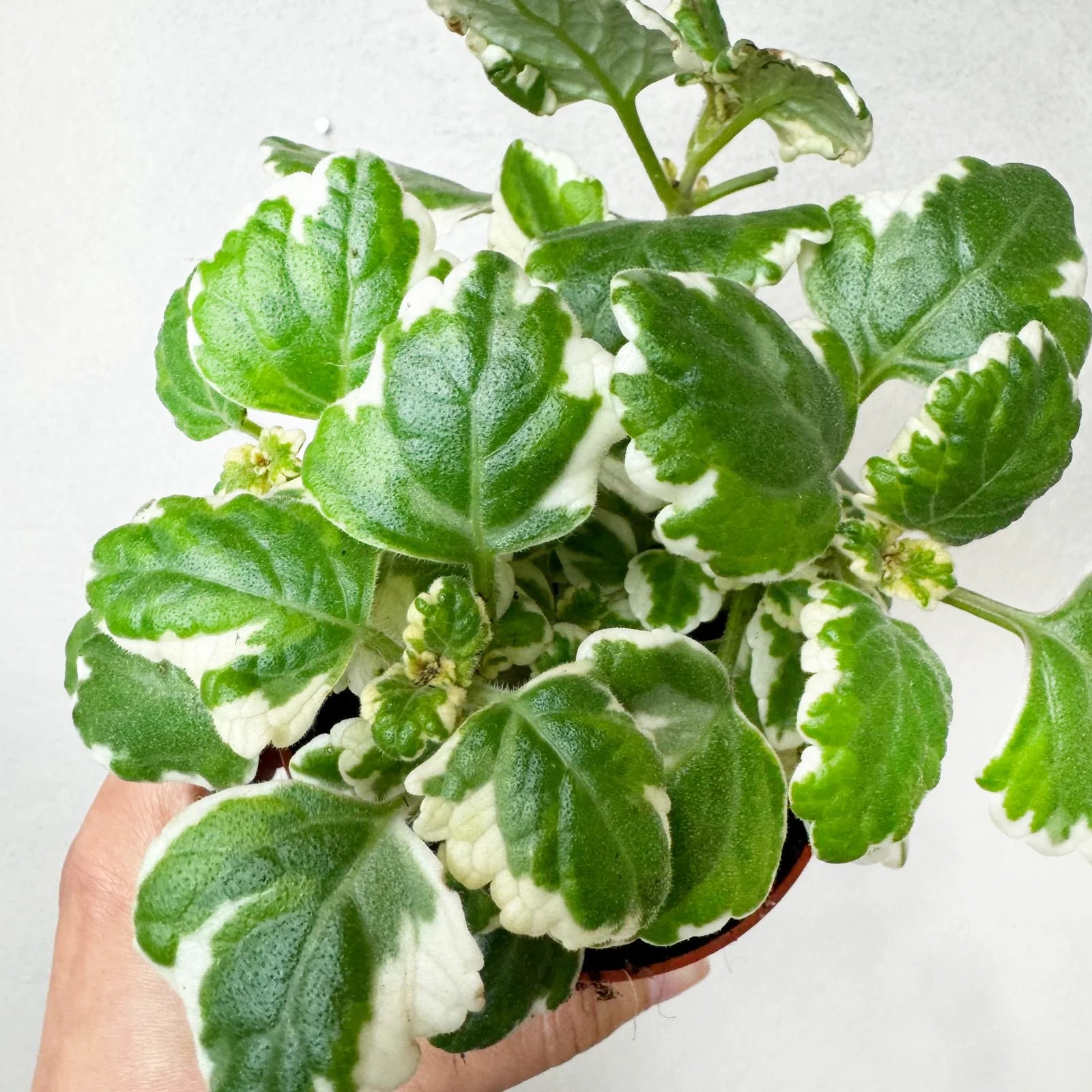 Incenso (Plectranthus)