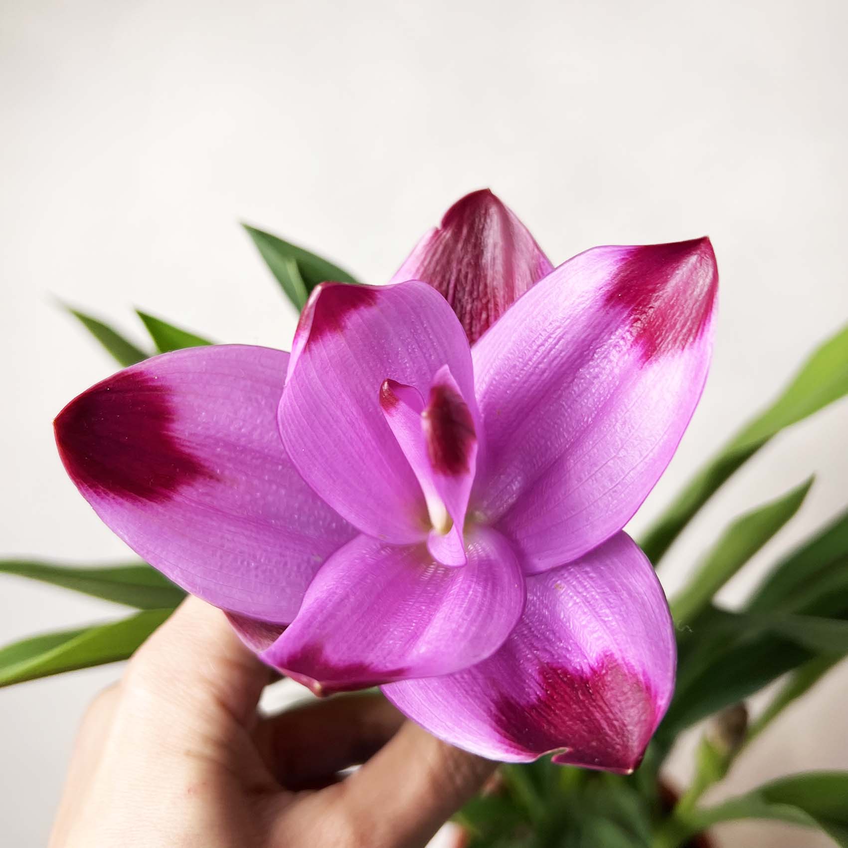 Curcuma alismatifolia “Siam Splash”