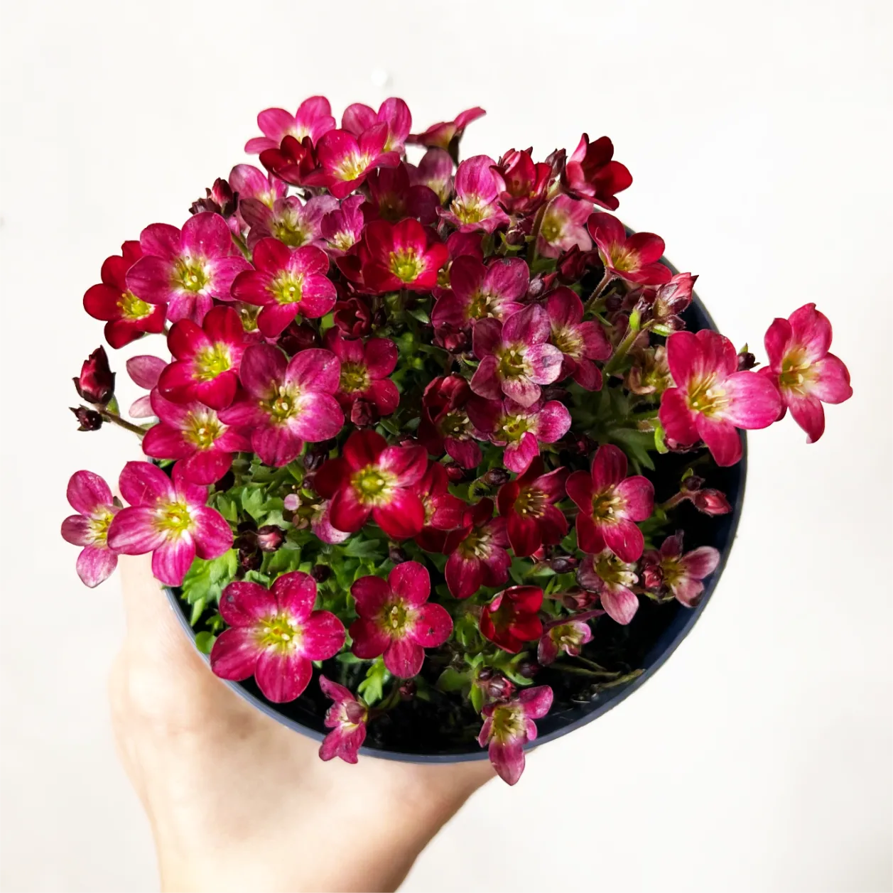 Saxifraga Arendsii Alpino Early Picotee