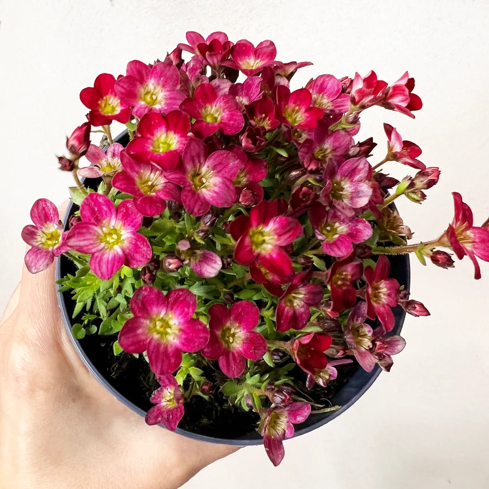 Saxifraga Arendsii Alpino Early Picotee