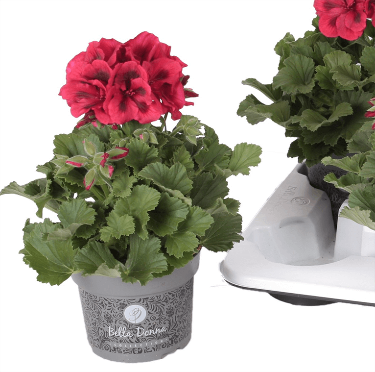 Pelargonium Grandiflorum Don Leo (geranio)