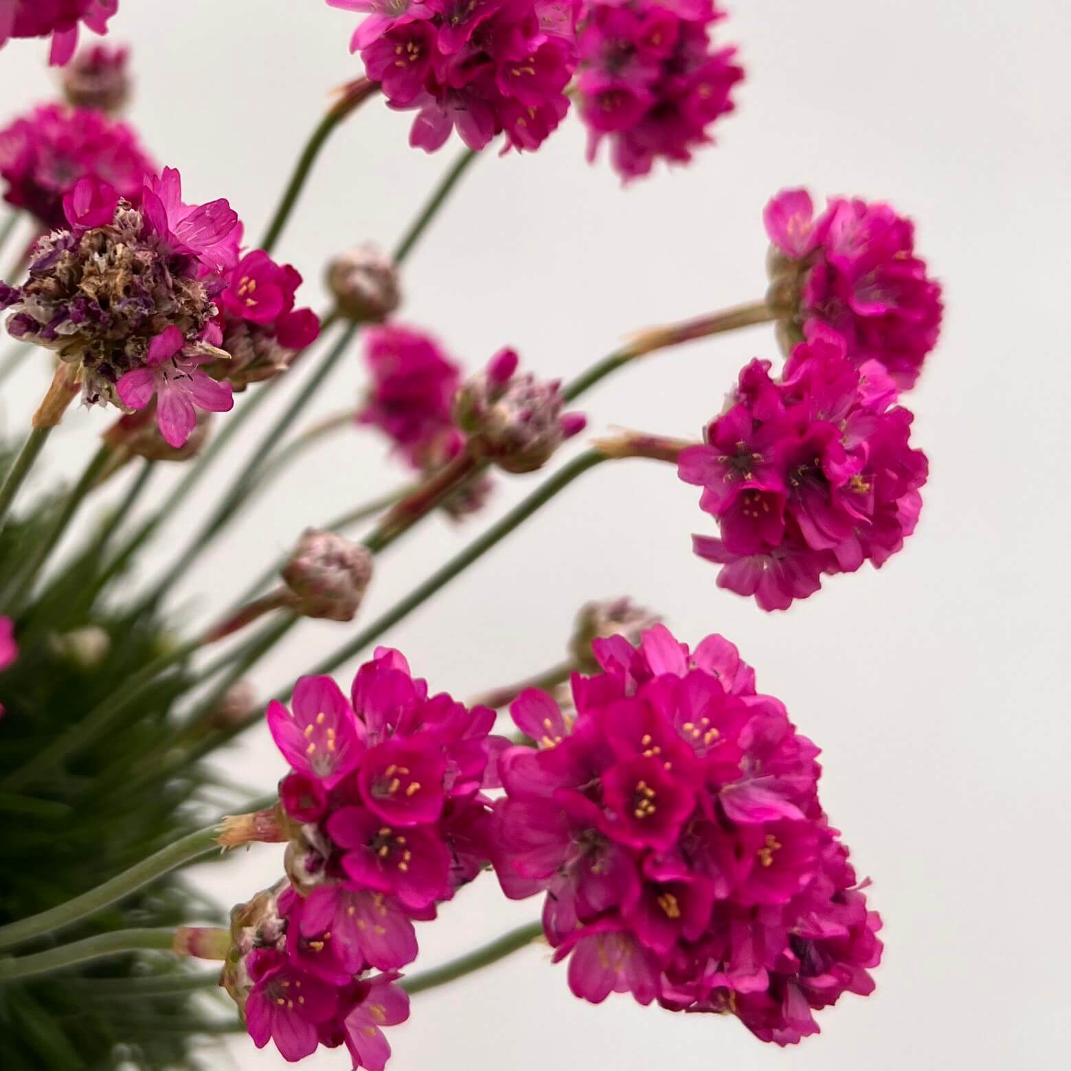 Armeria Maritima