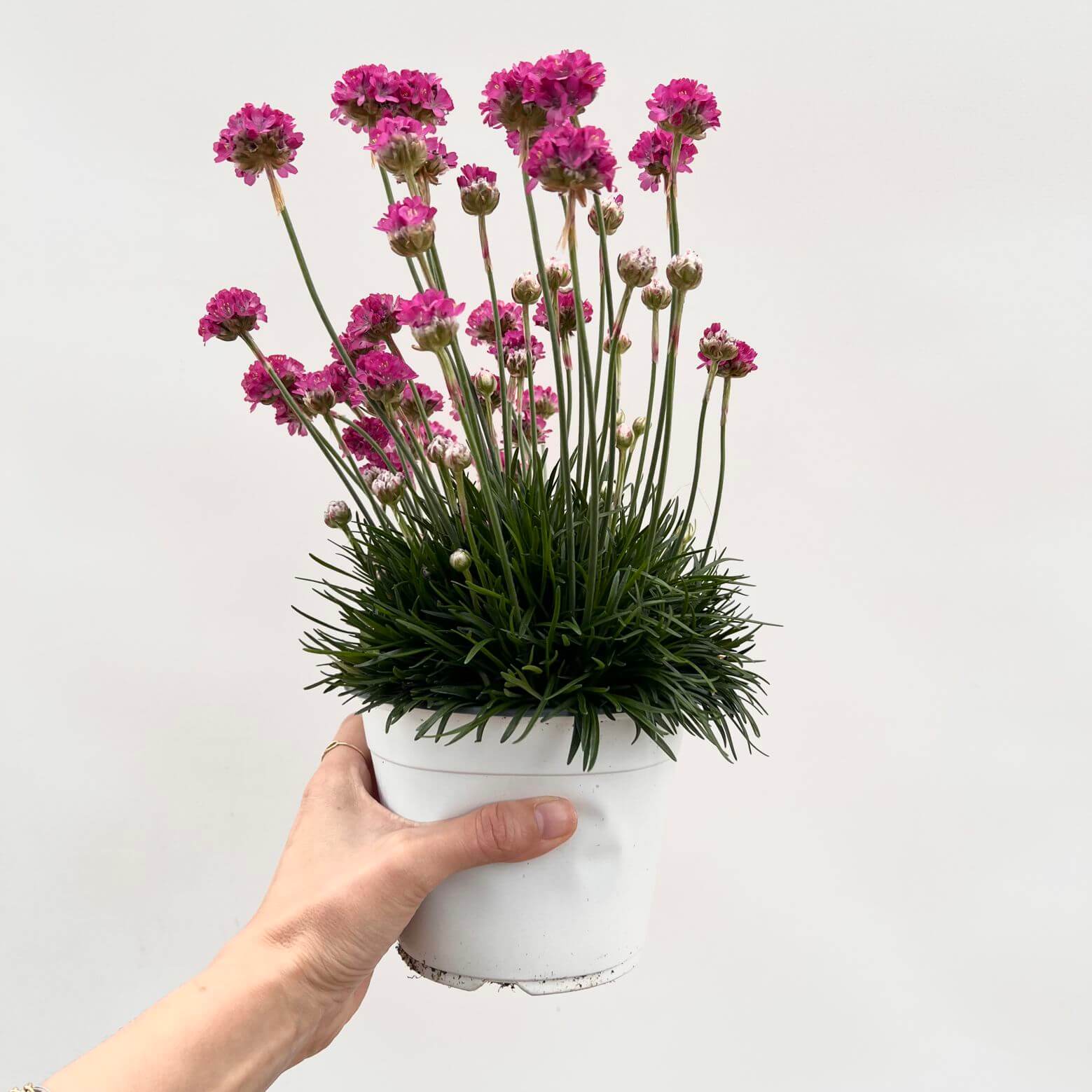 Armeria Maritima