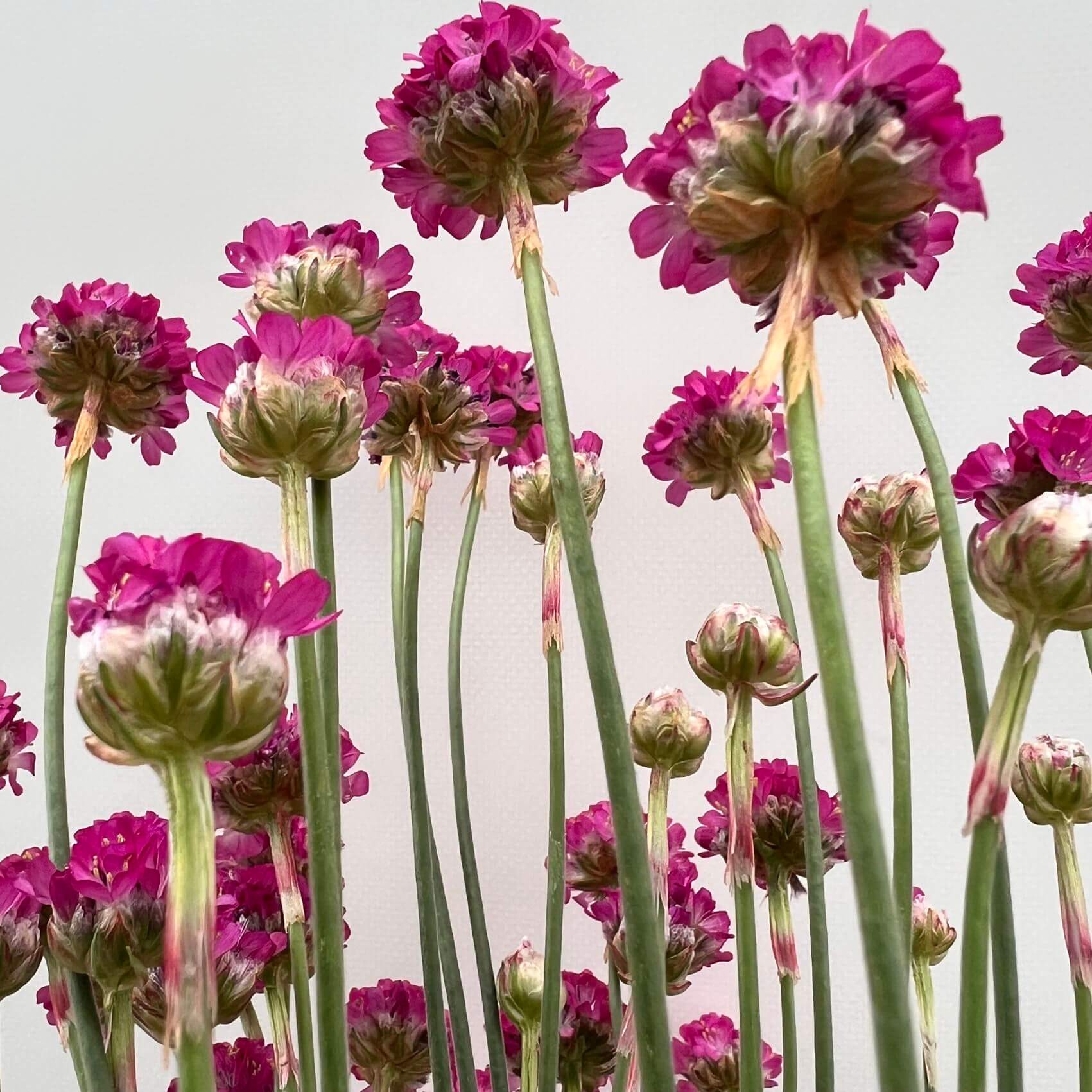 Armeria Maritima
