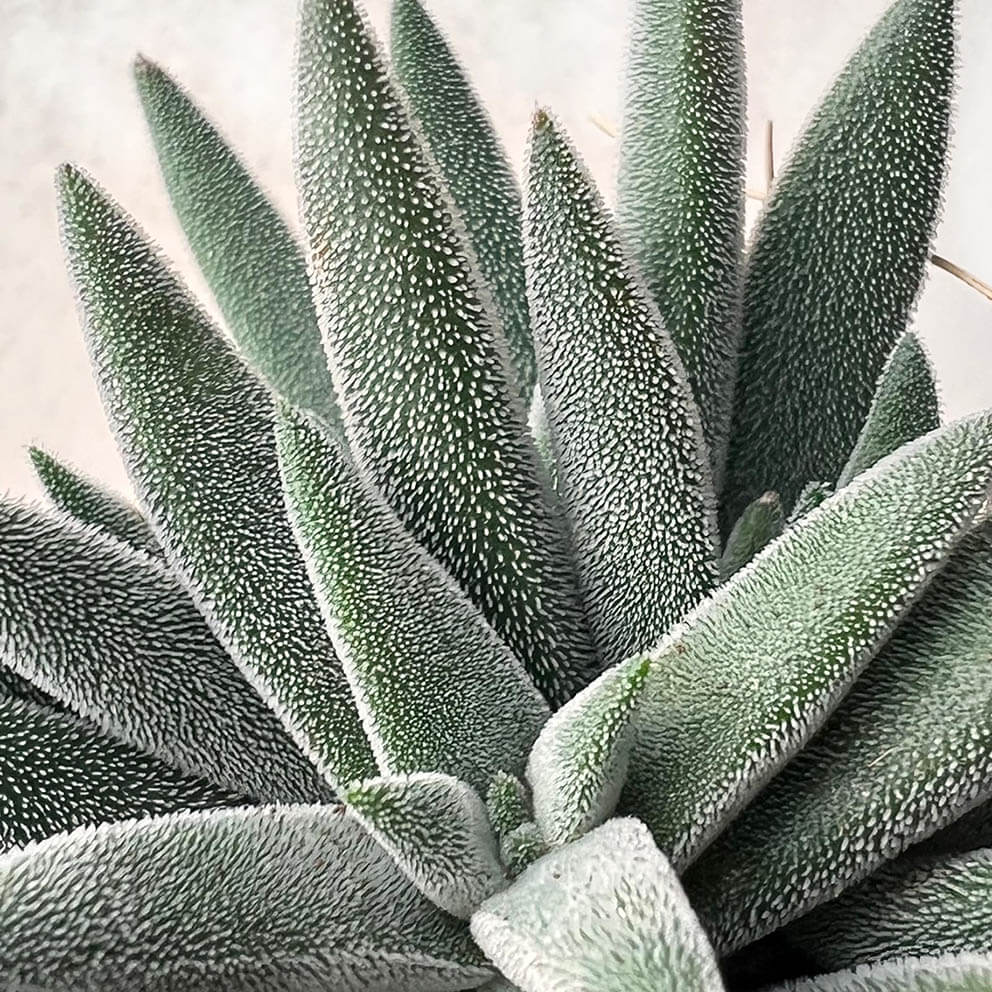 » Crassula Silver (100% off)