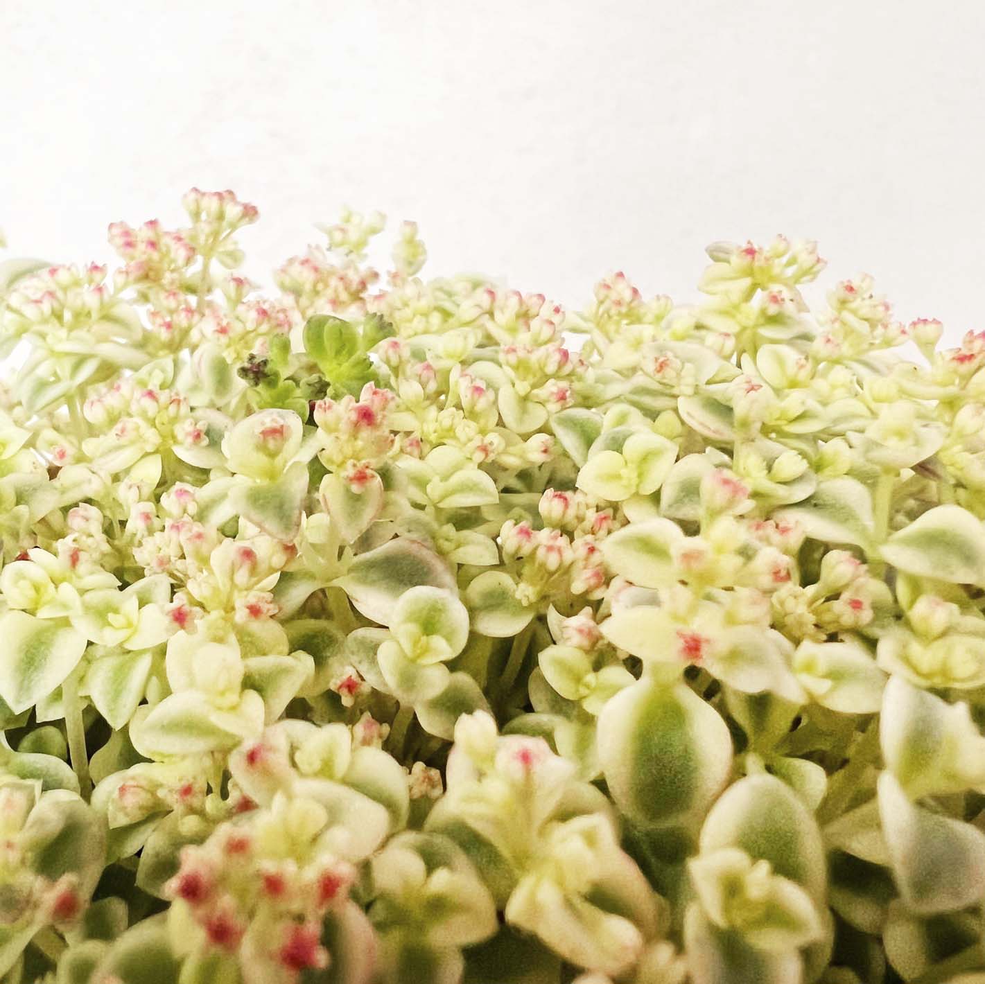 Sedum Little Missy