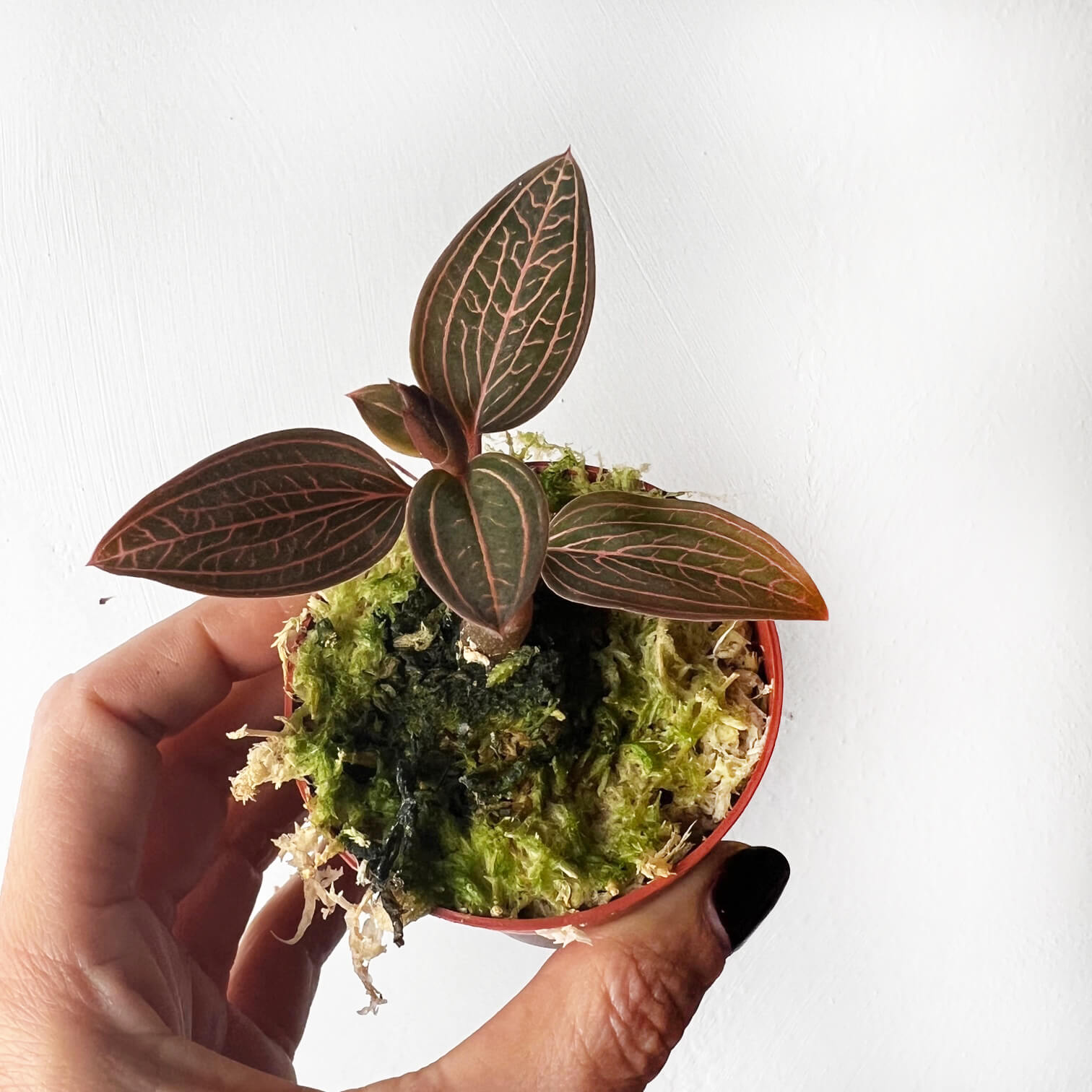 Ludisia Discolor Spiderman