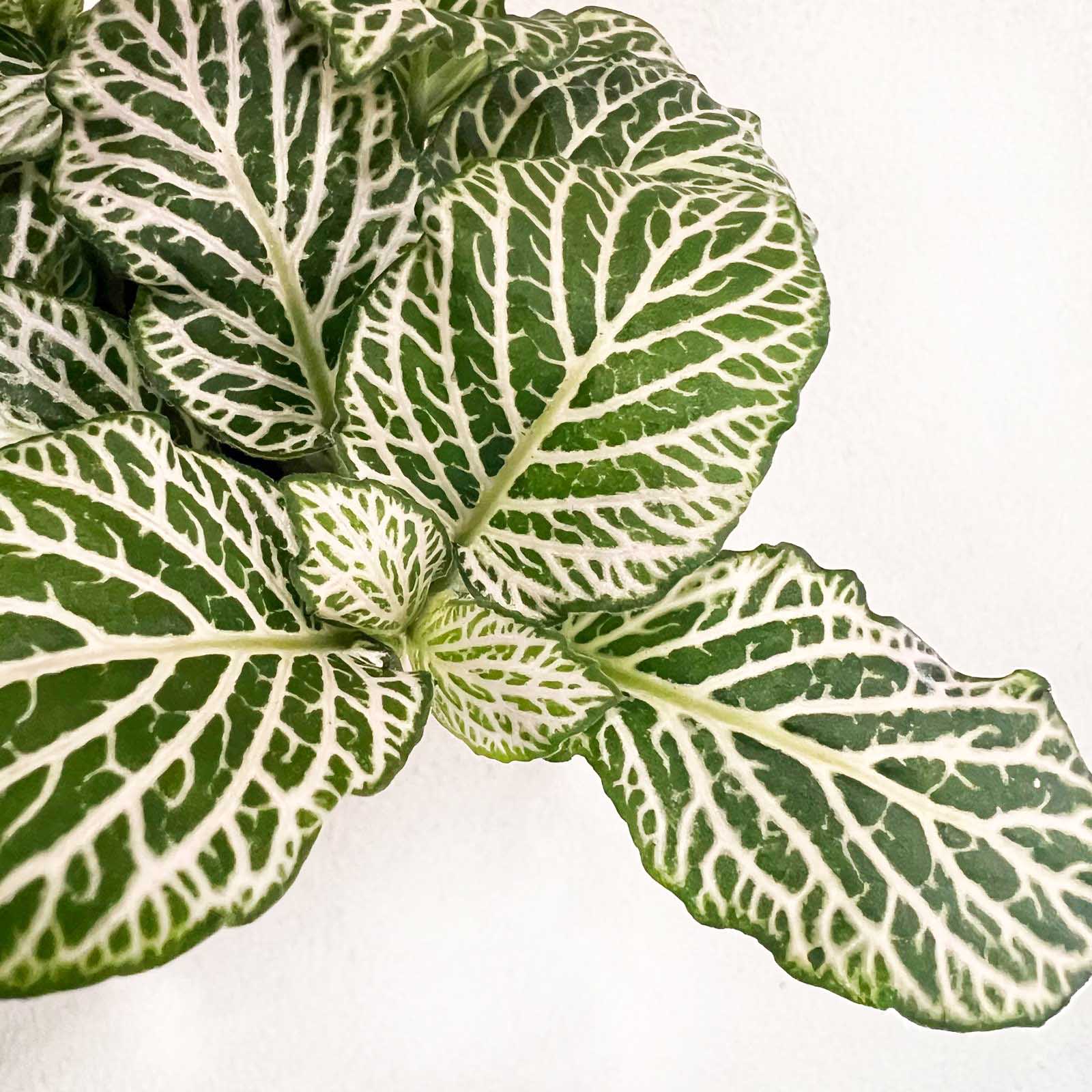 Fittonia Purple Snow Anne