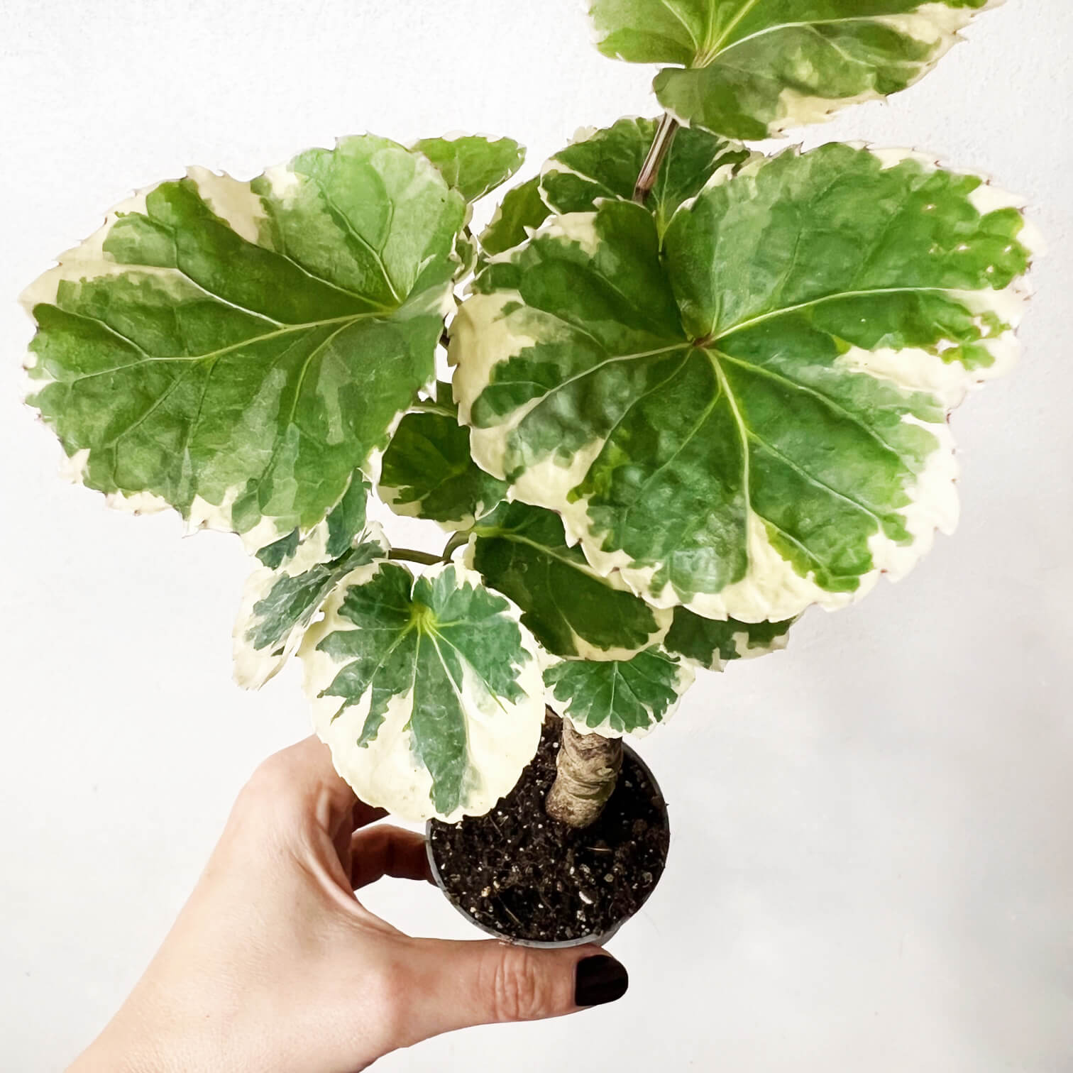 Mini Polyscias Balfouriana