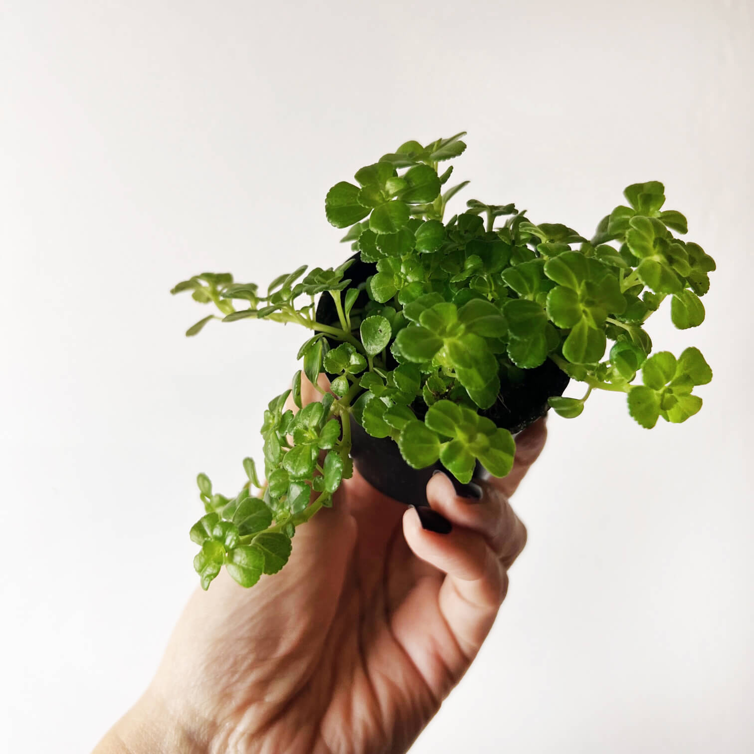 baby Pilea depressa Sao Paulo