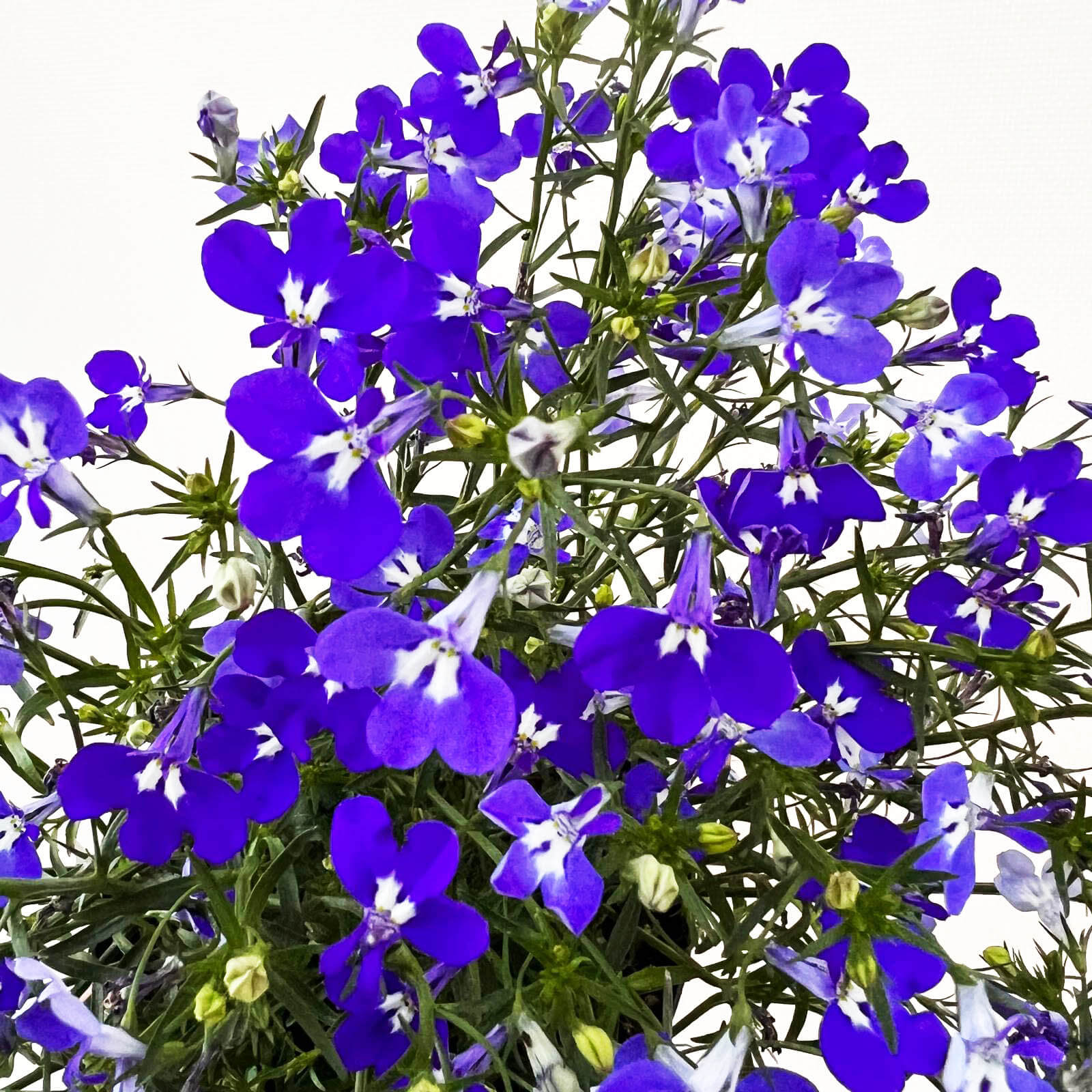 Lobelia erinus