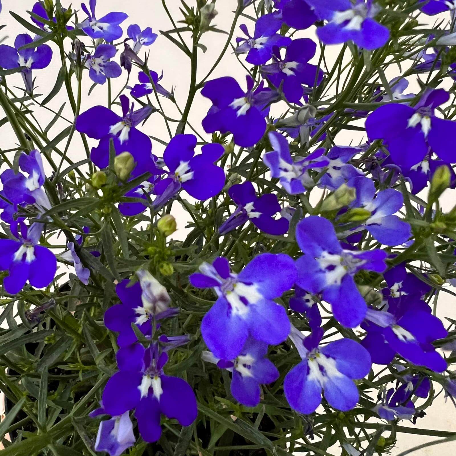 Lobelia erinus