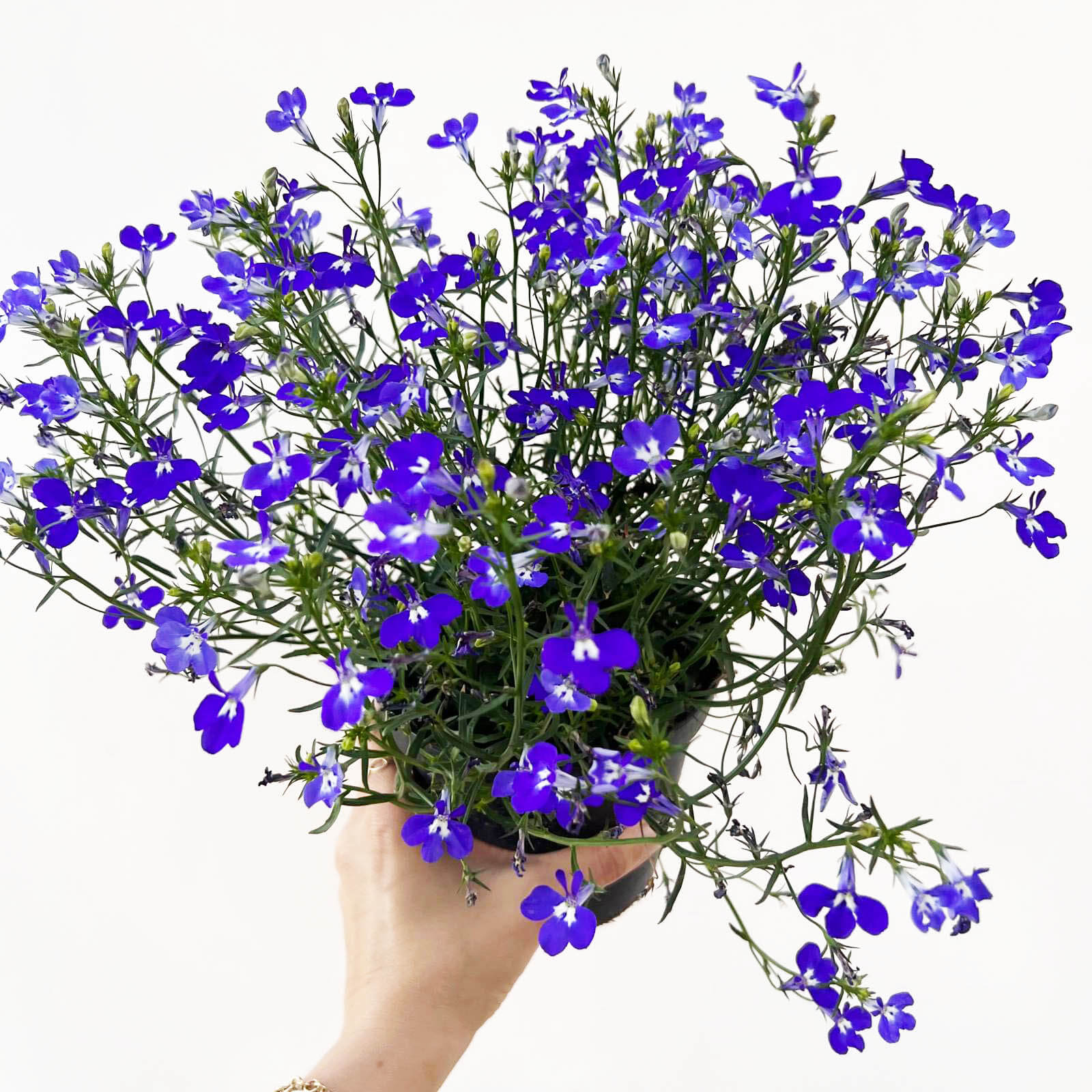 Lobelia erinus